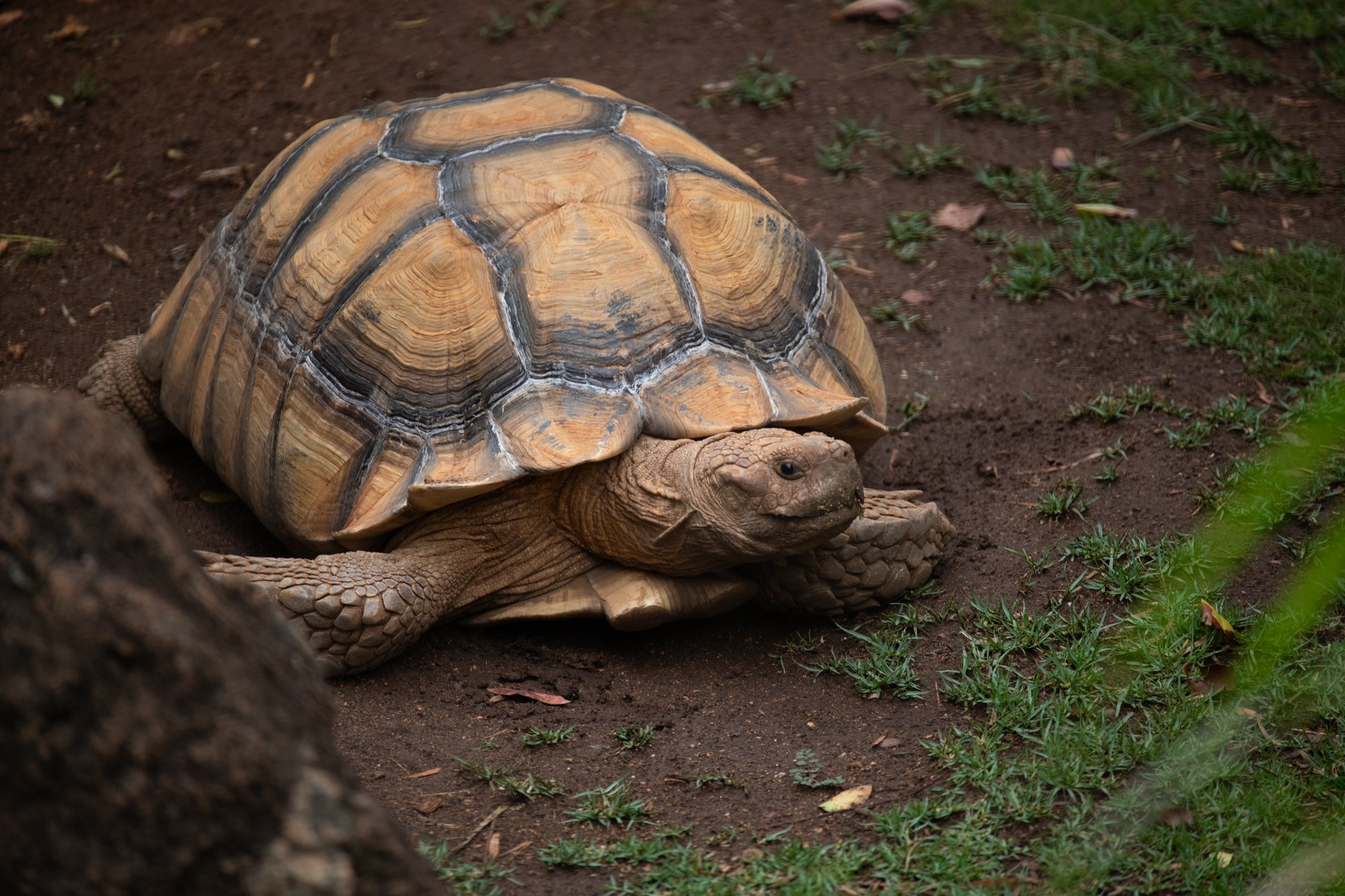 navidbaraty-honolulu-zoo-070.jpg