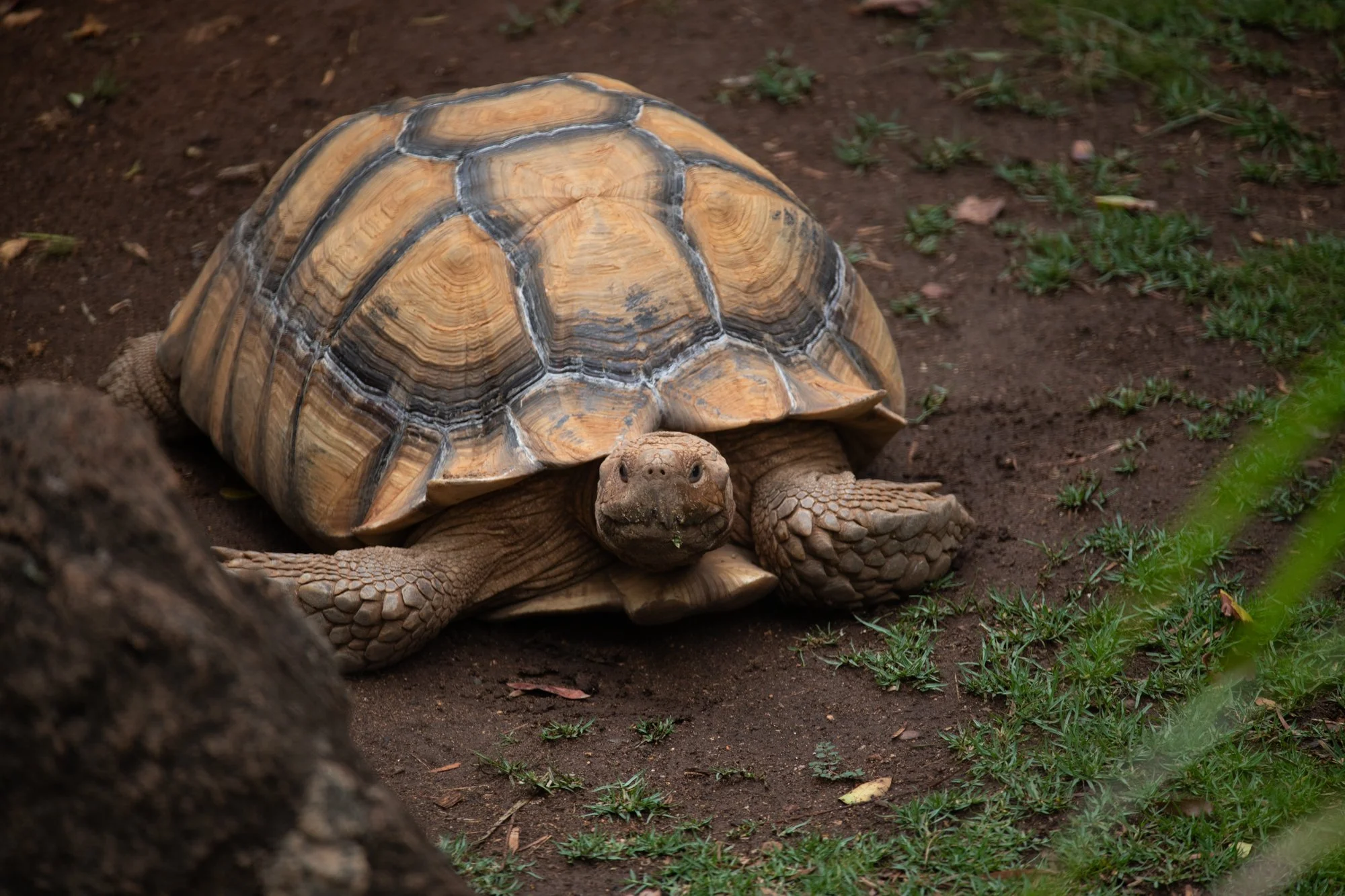 navidbaraty-honolulu-zoo-071.jpg