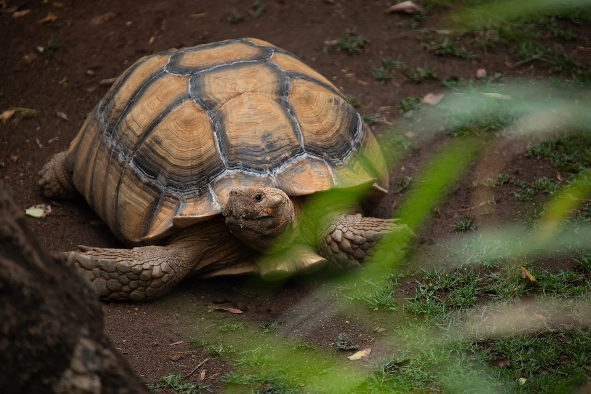 navidbaraty-honolulu-zoo-072.jpg
