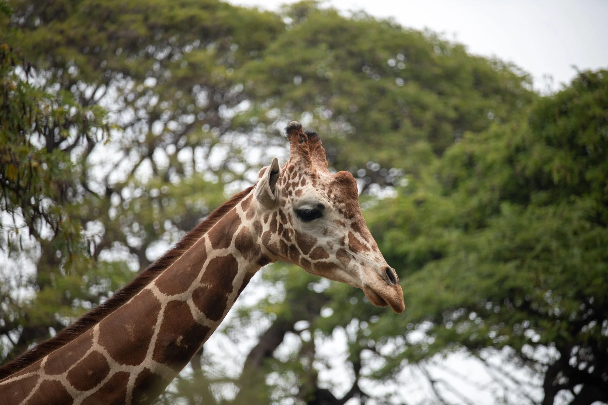 navidbaraty-honolulu-zoo-075.jpg