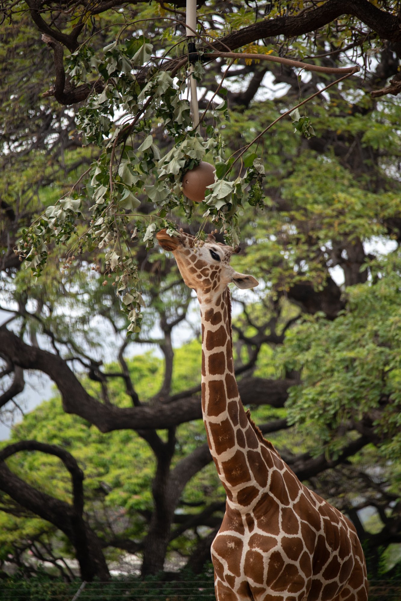 navidbaraty-honolulu-zoo-076.jpg