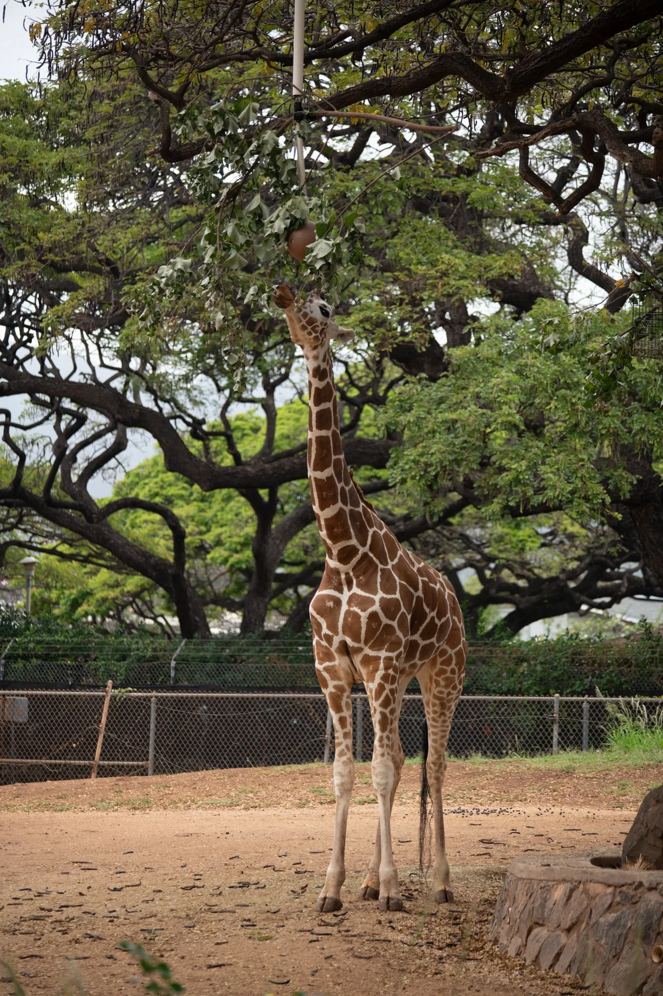 navidbaraty-honolulu-zoo-077.jpg