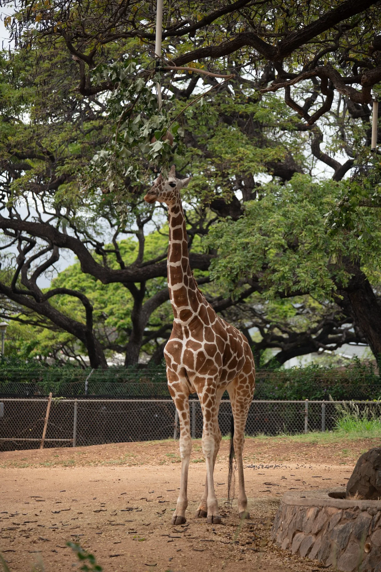 navidbaraty-honolulu-zoo-078.jpg