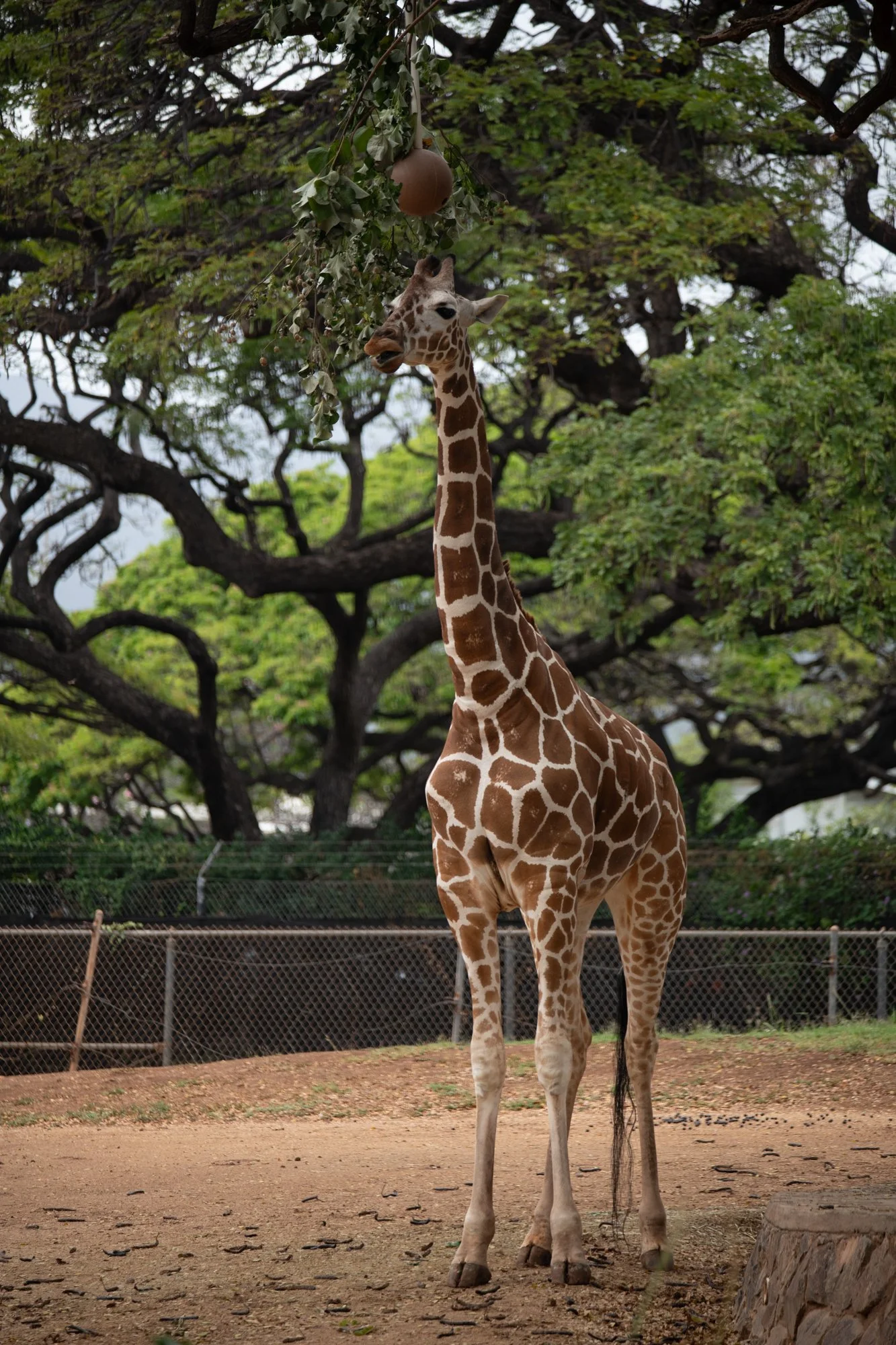 navidbaraty-honolulu-zoo-079.jpg