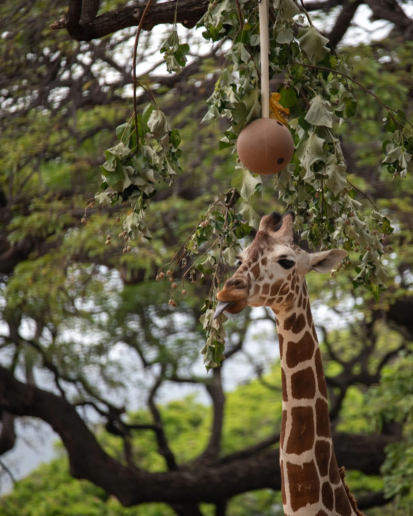 navidbaraty-honolulu-zoo-080.jpg