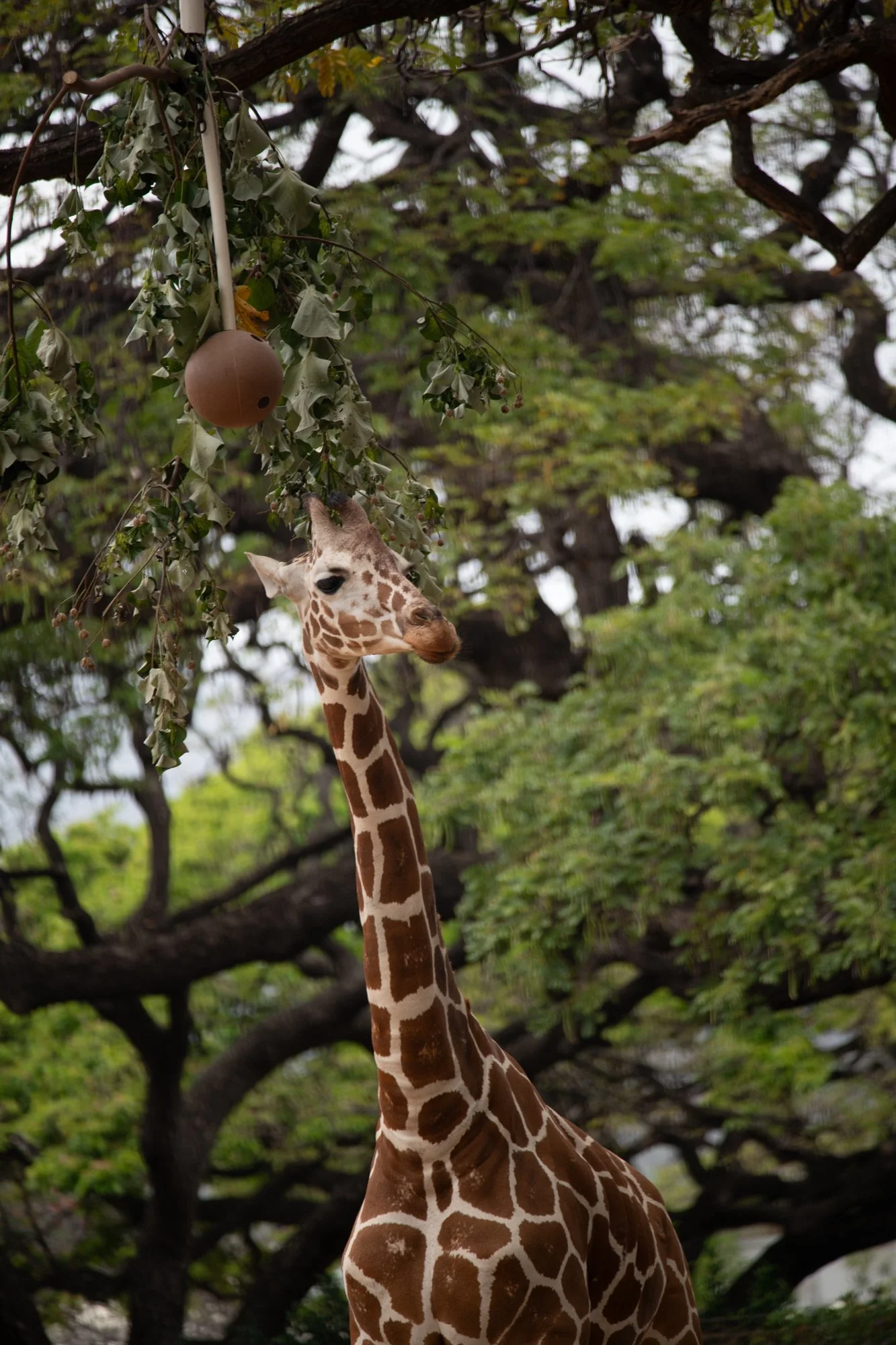 navidbaraty-honolulu-zoo-081.jpg