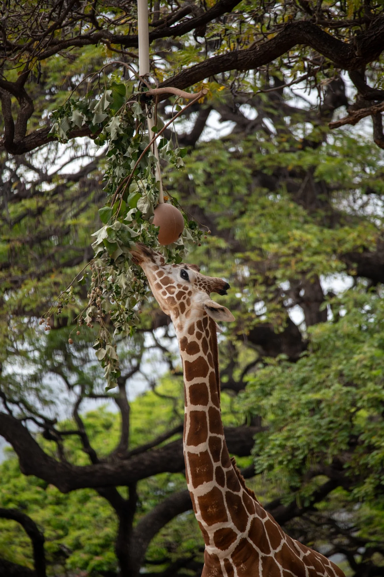 navidbaraty-honolulu-zoo-082.jpg
