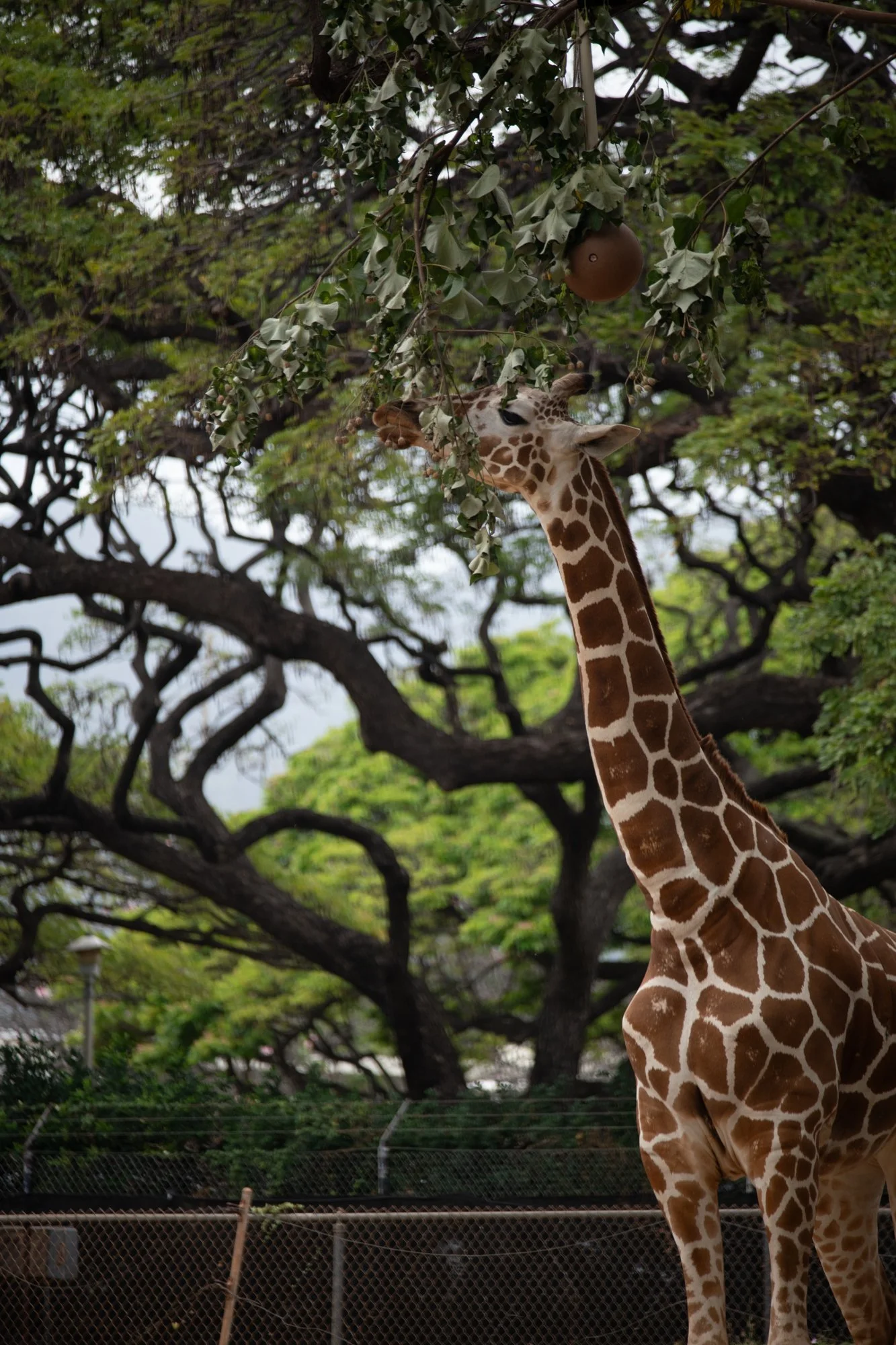 navidbaraty-honolulu-zoo-083.jpg