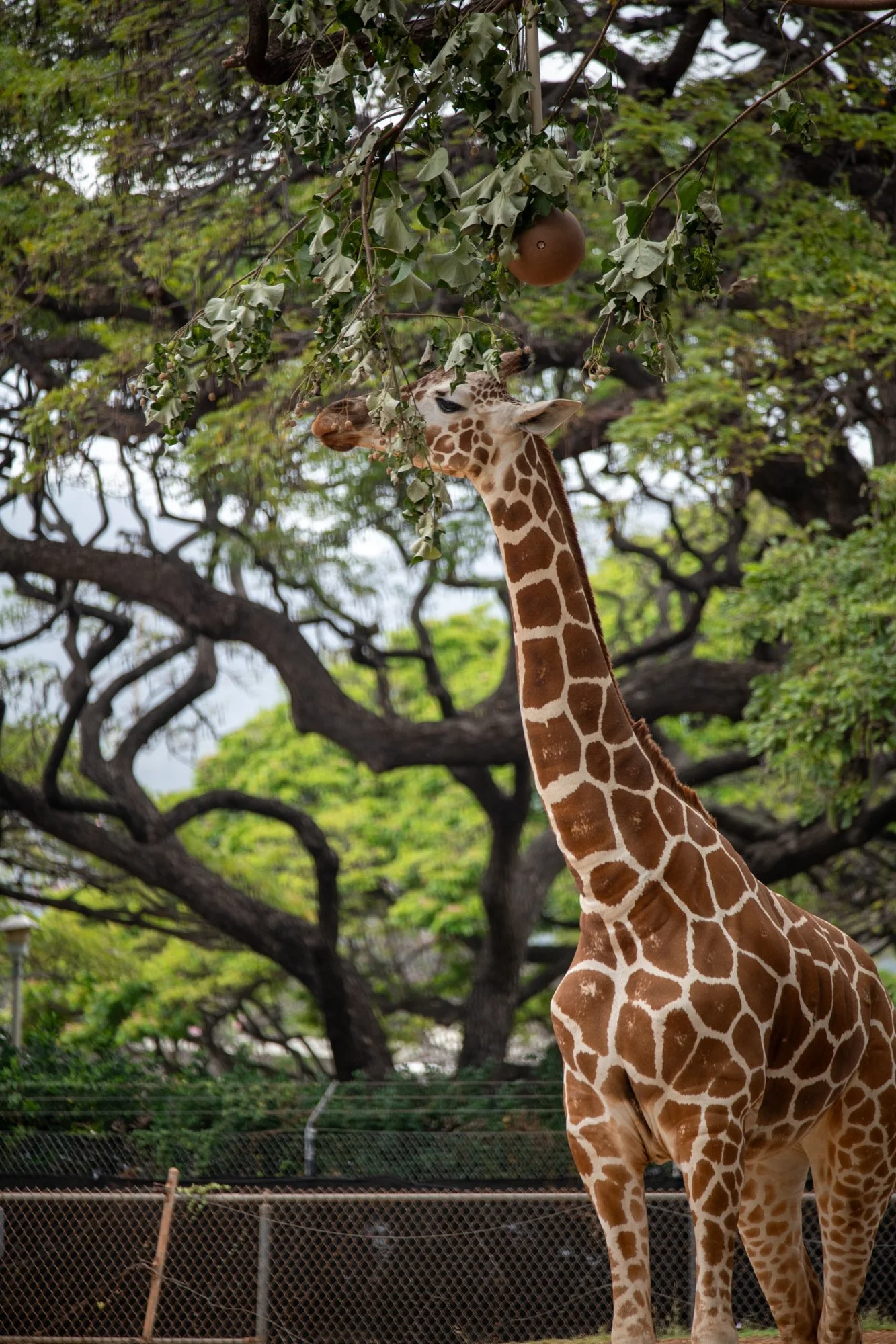 navidbaraty-honolulu-zoo-084.jpg