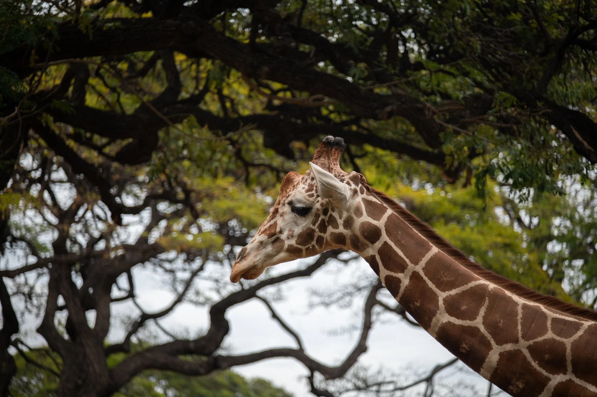 navidbaraty-honolulu-zoo-086.jpg