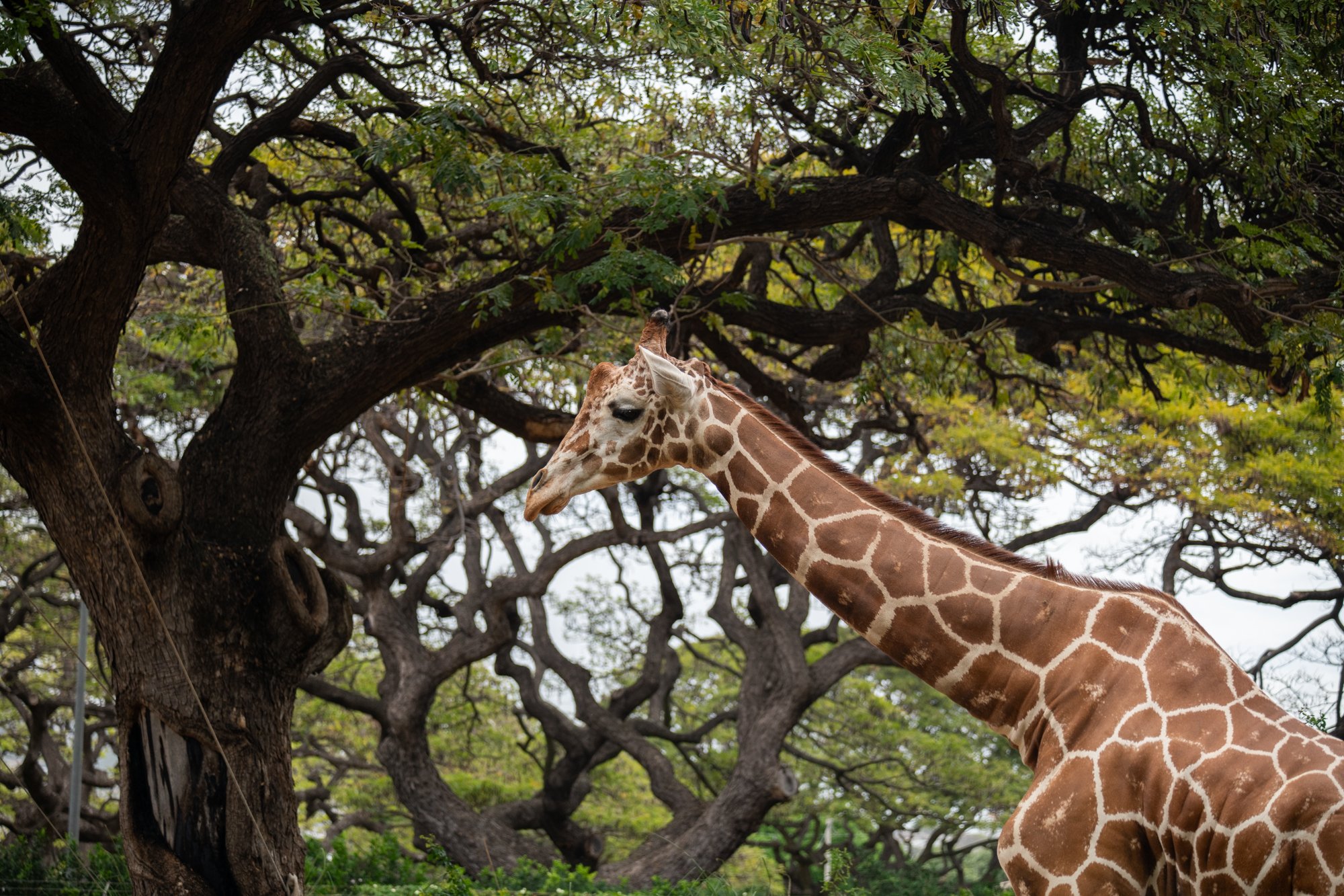 navidbaraty-honolulu-zoo-088.jpg