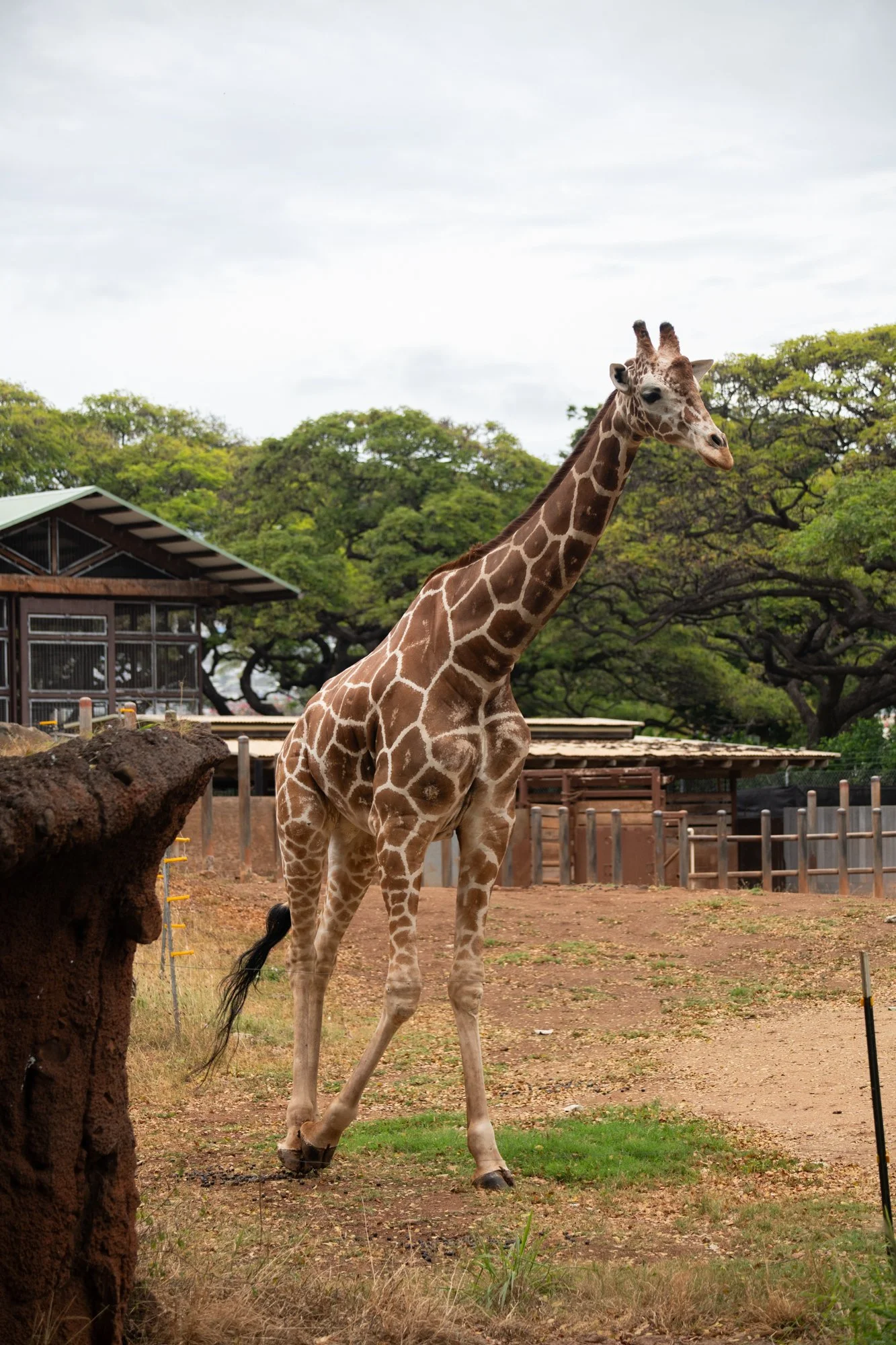 navidbaraty-honolulu-zoo-089.jpg