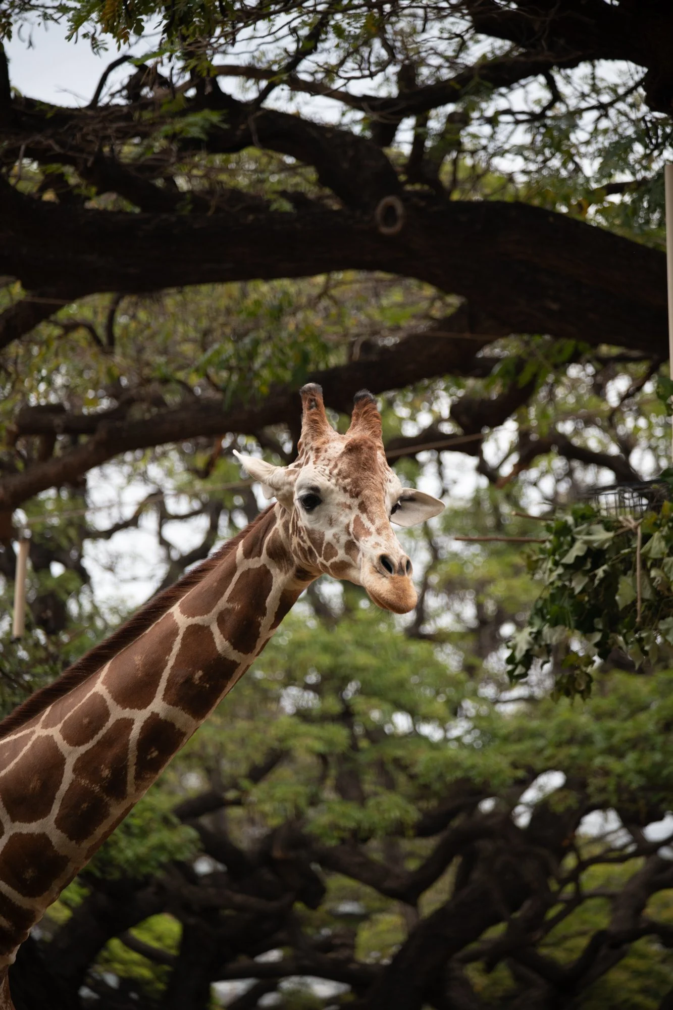 navidbaraty-honolulu-zoo-091.jpg