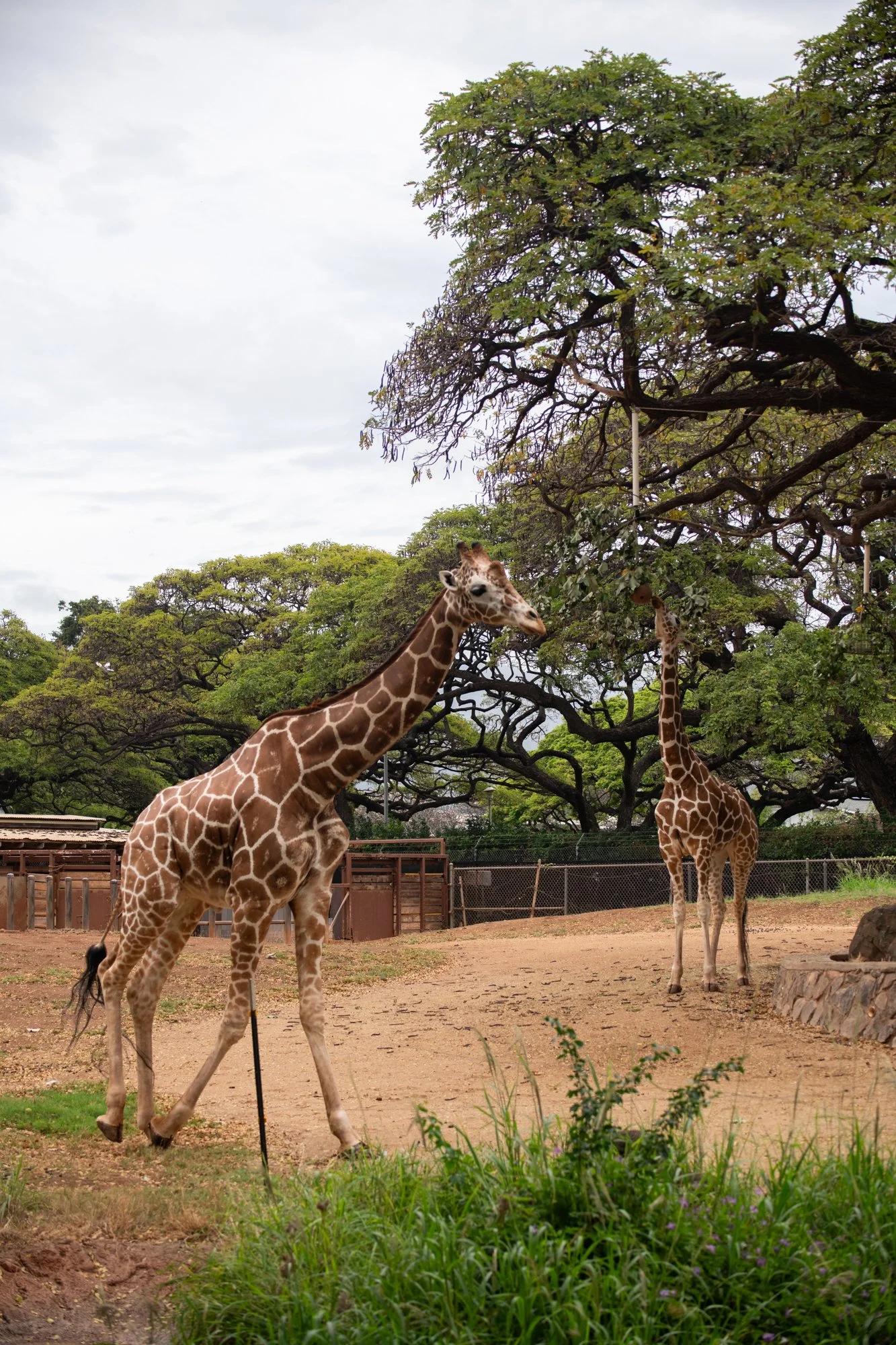 navidbaraty-honolulu-zoo-090.jpg