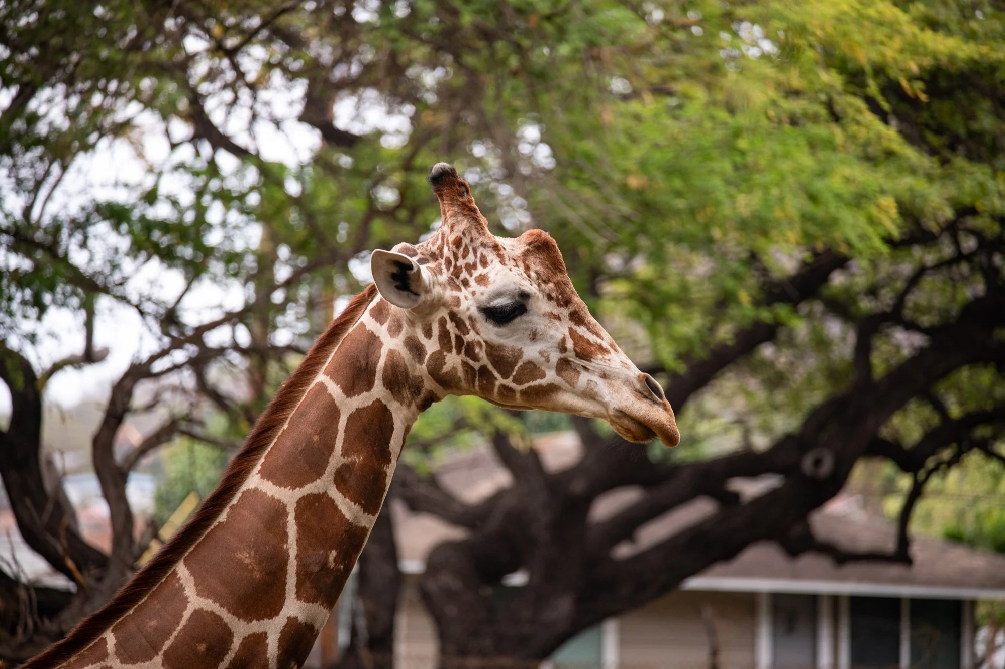 navidbaraty-honolulu-zoo-092.jpg