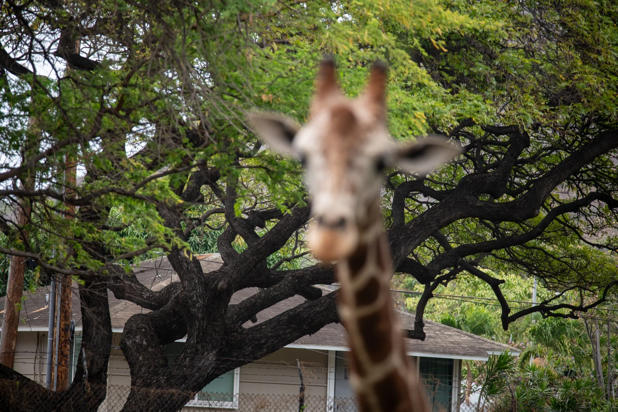 navidbaraty-honolulu-zoo-093.jpg