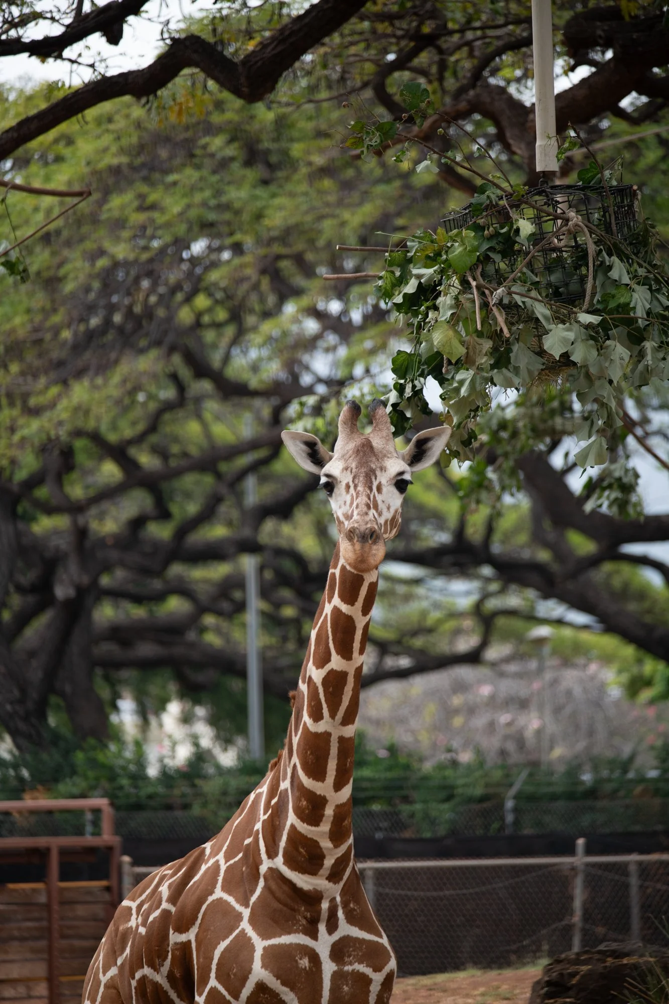 navidbaraty-honolulu-zoo-094.jpg