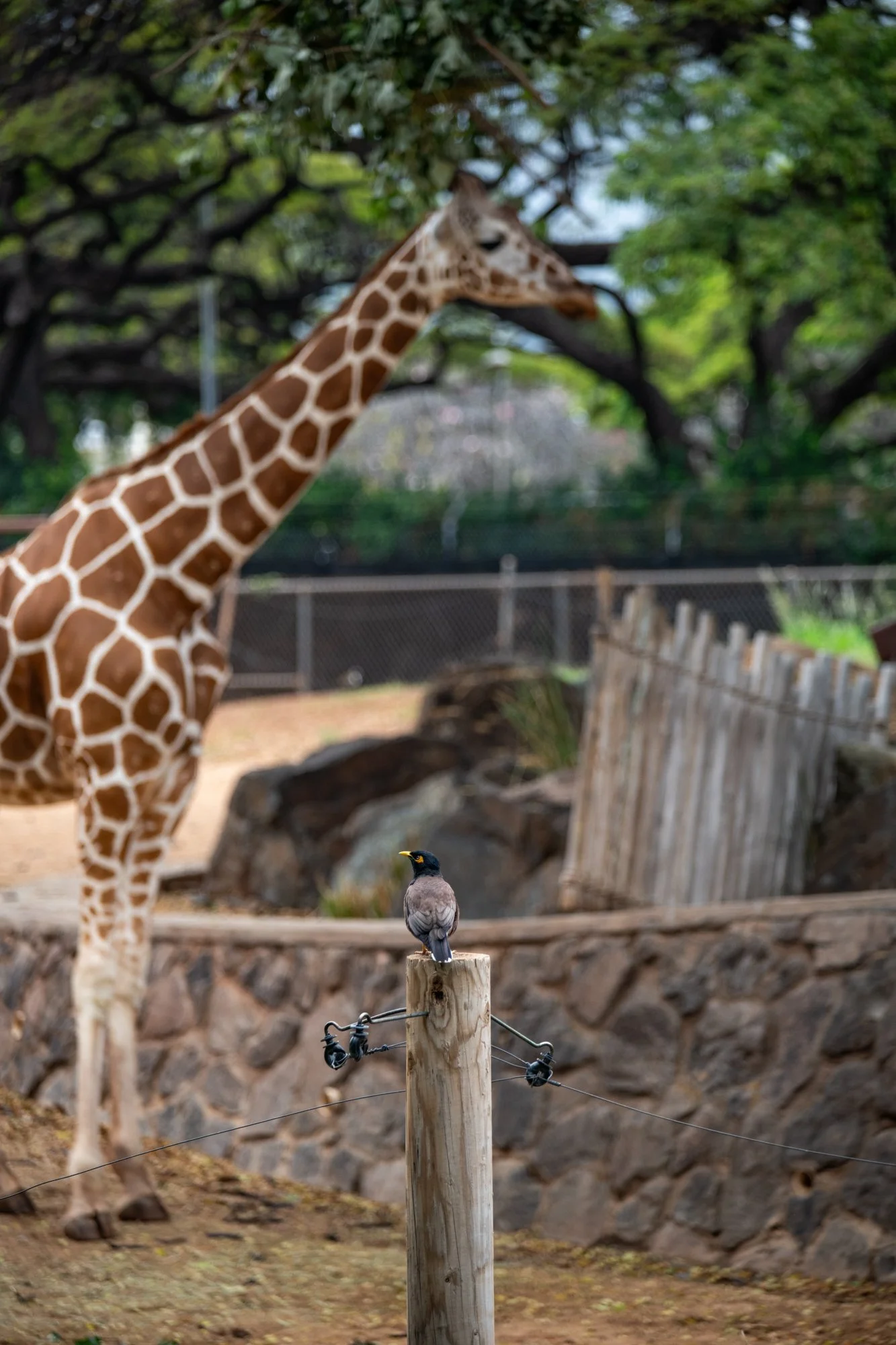 navidbaraty-honolulu-zoo-099.jpg
