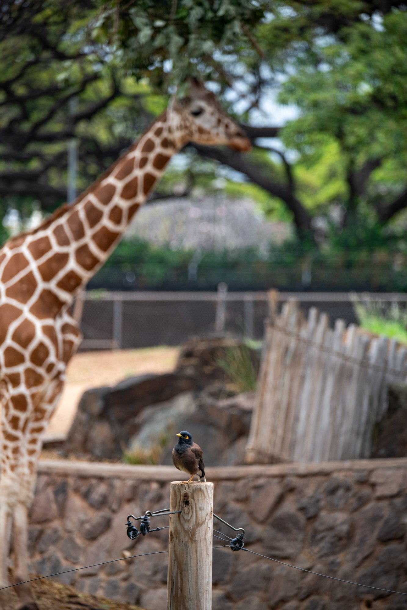 navidbaraty-honolulu-zoo-100.jpg