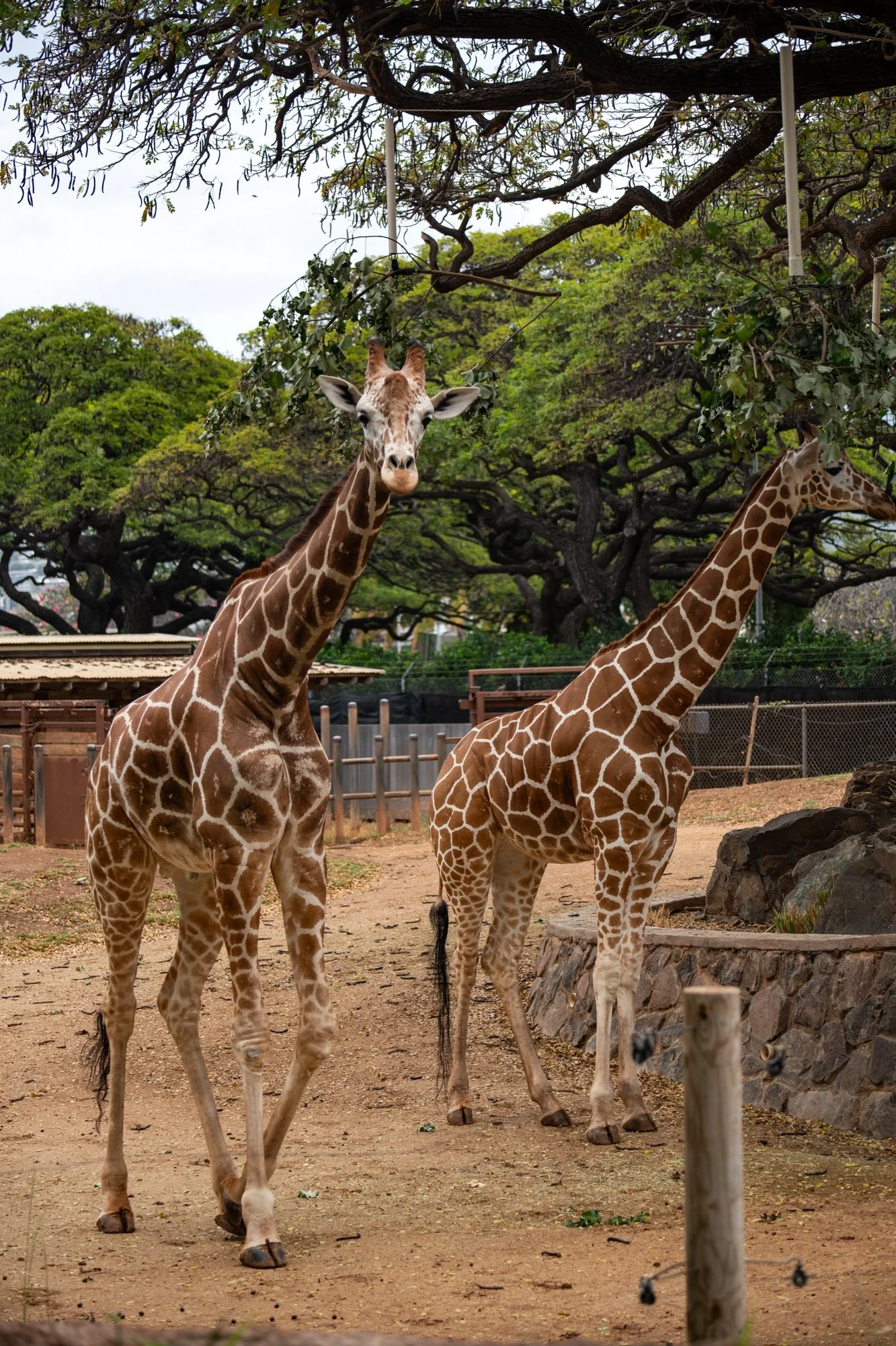 navidbaraty-honolulu-zoo-102.jpg