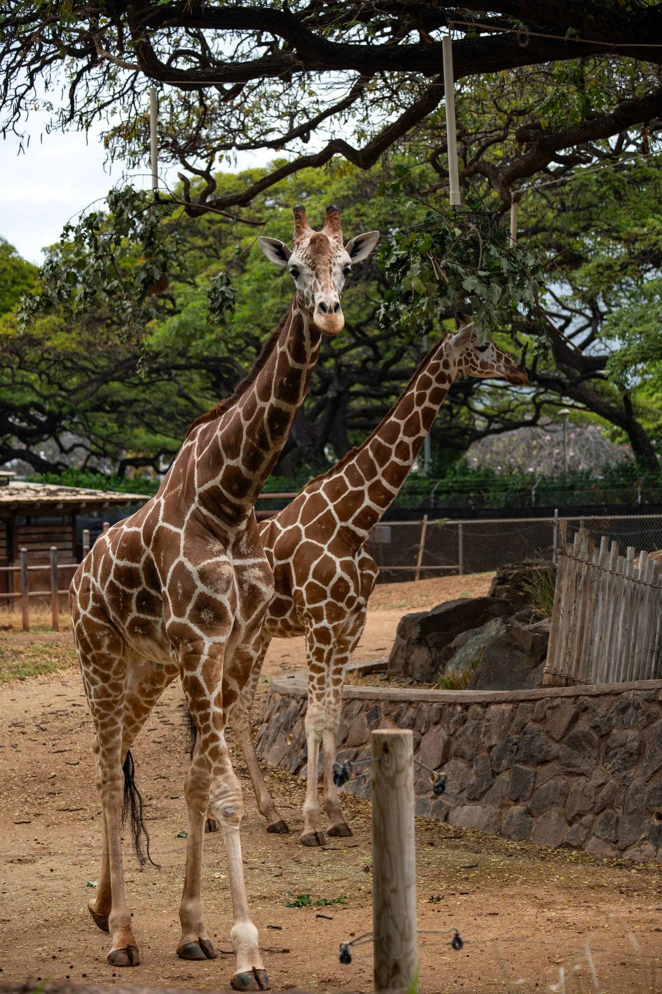 navidbaraty-honolulu-zoo-103.jpg