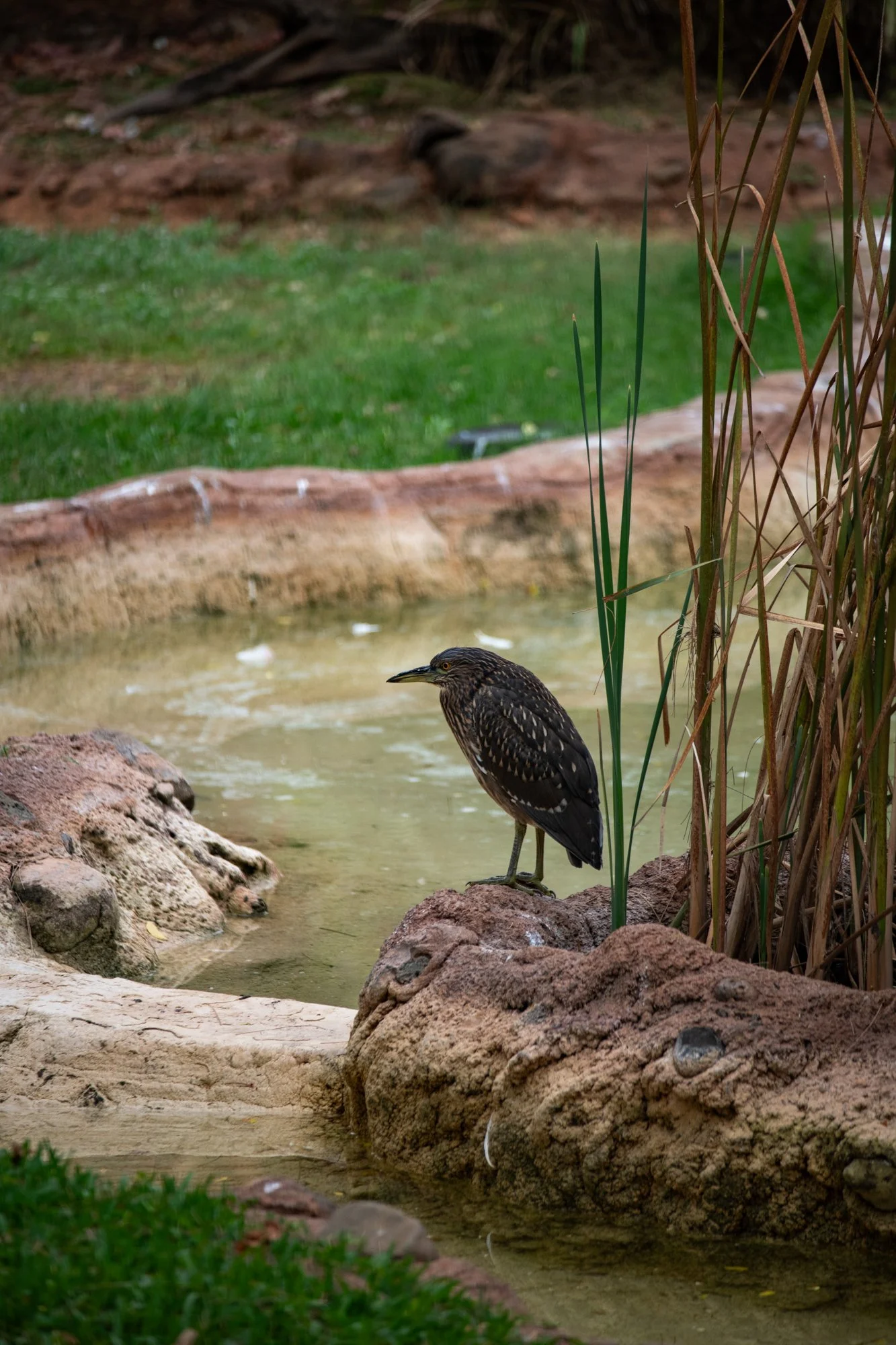 navidbaraty-honolulu-zoo-104.jpg