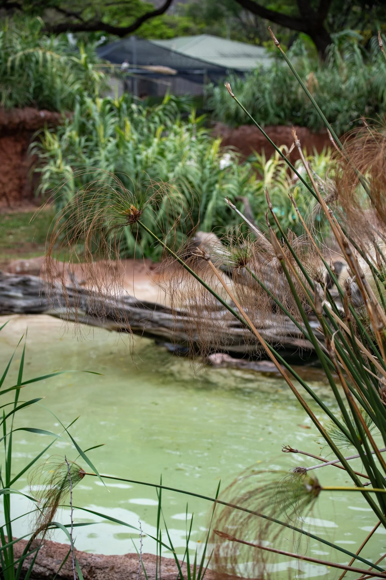 navidbaraty-honolulu-zoo-105.jpg