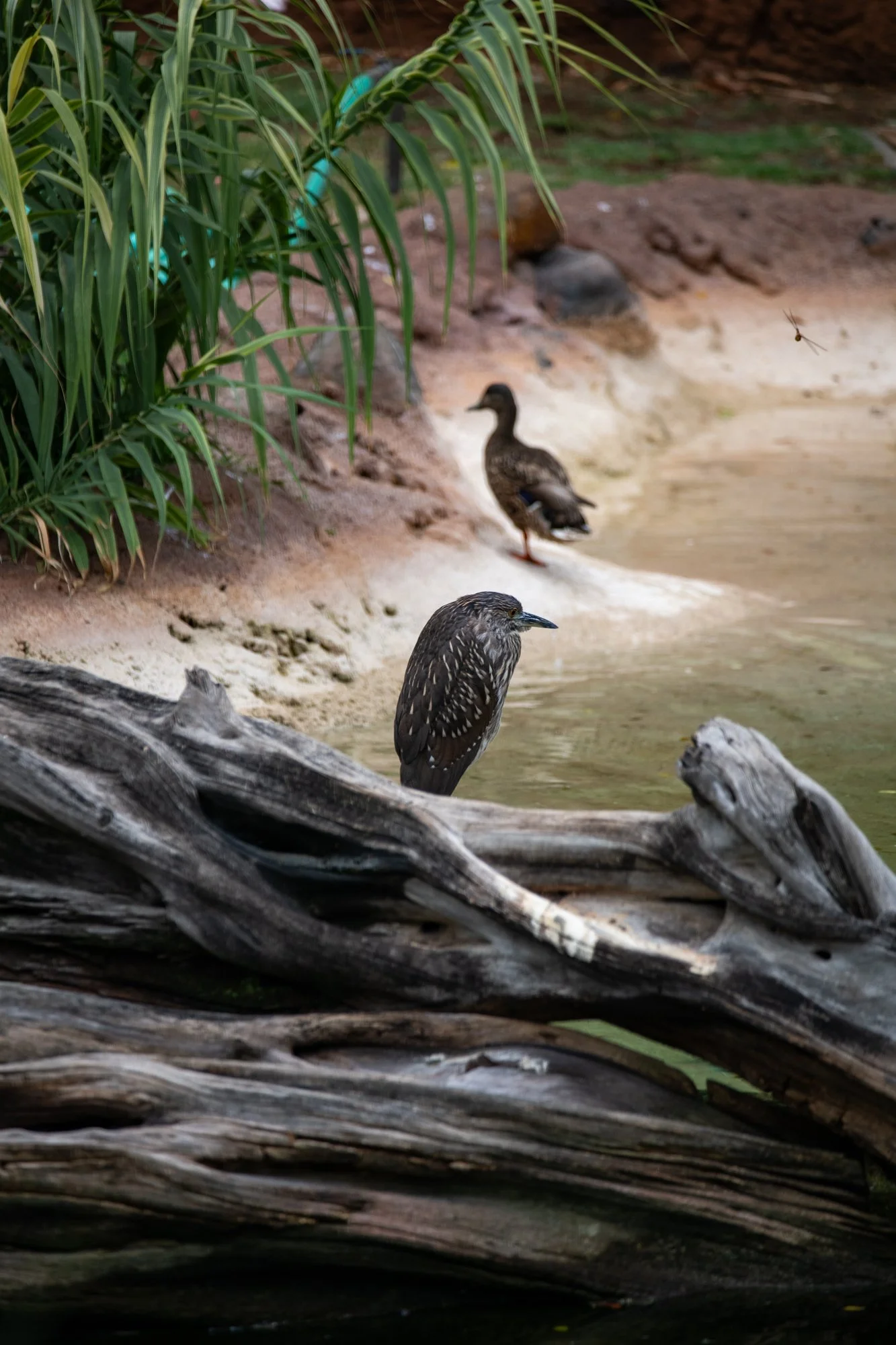 navidbaraty-honolulu-zoo-106.jpg