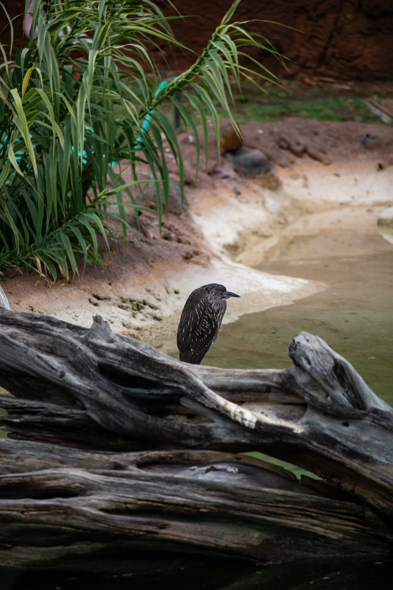 navidbaraty-honolulu-zoo-108.jpg