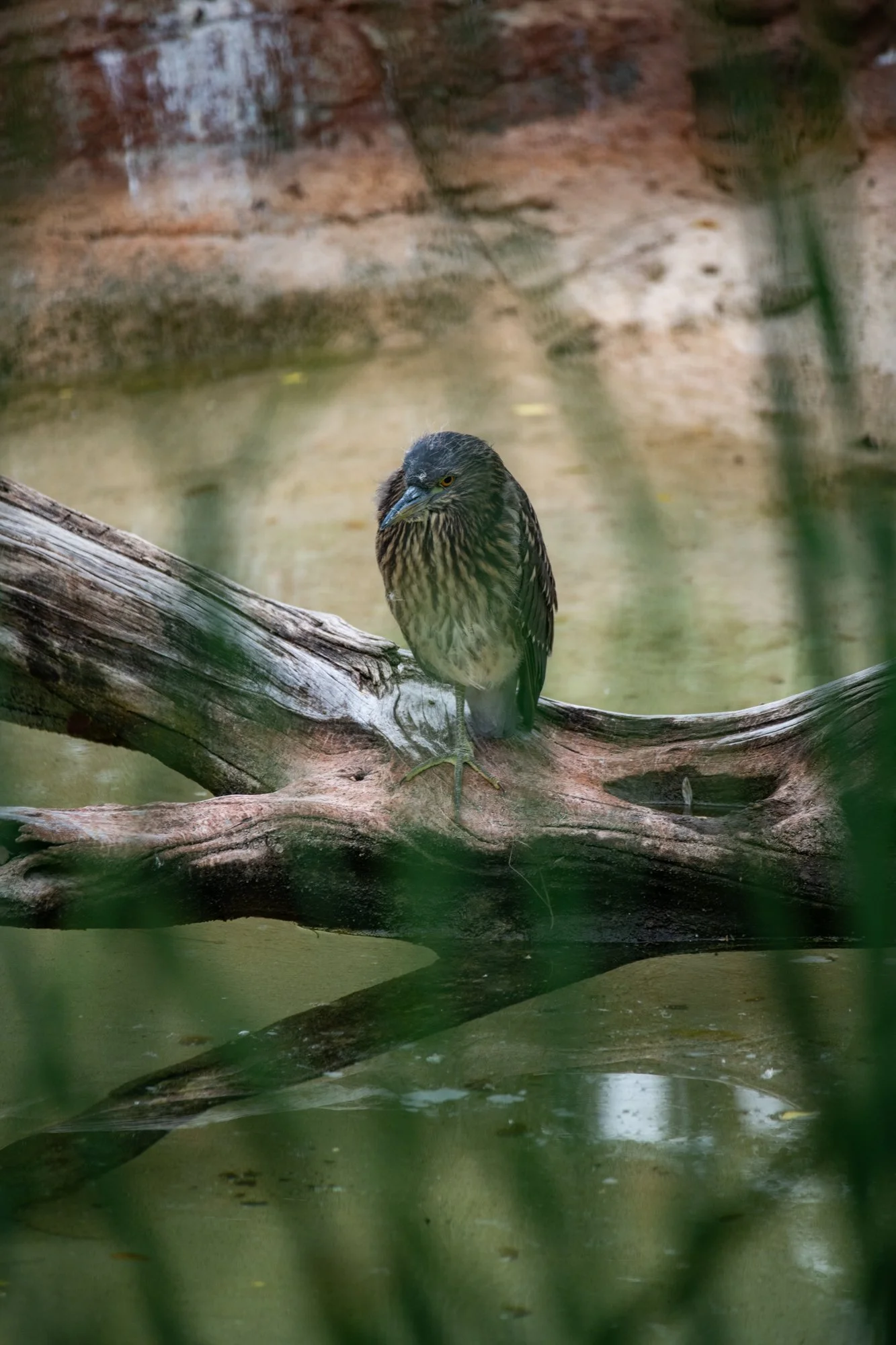 navidbaraty-honolulu-zoo-109.jpg