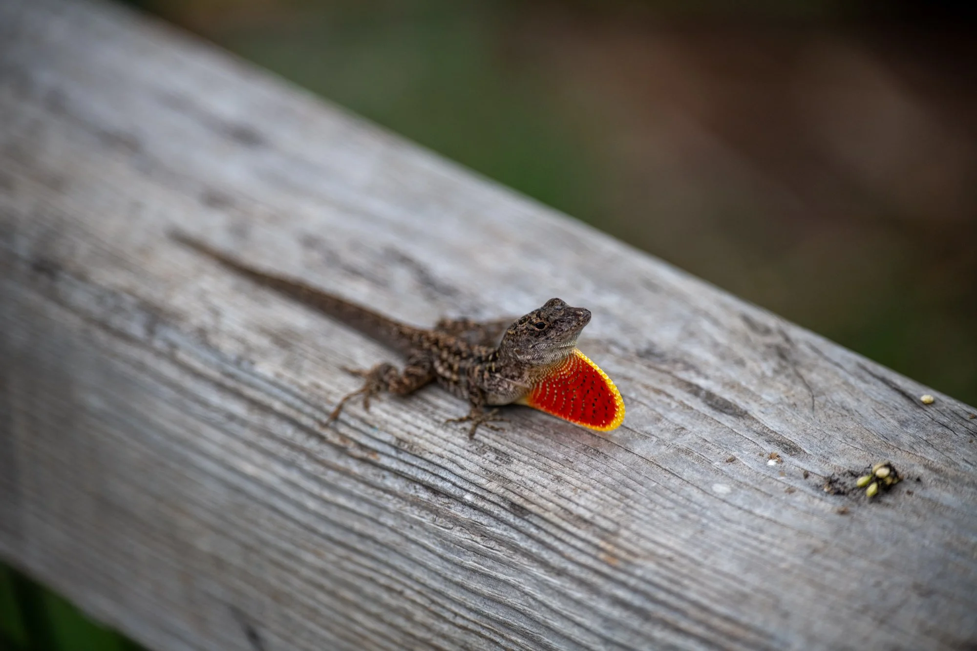 navidbaraty-honolulu-zoo-111.jpg