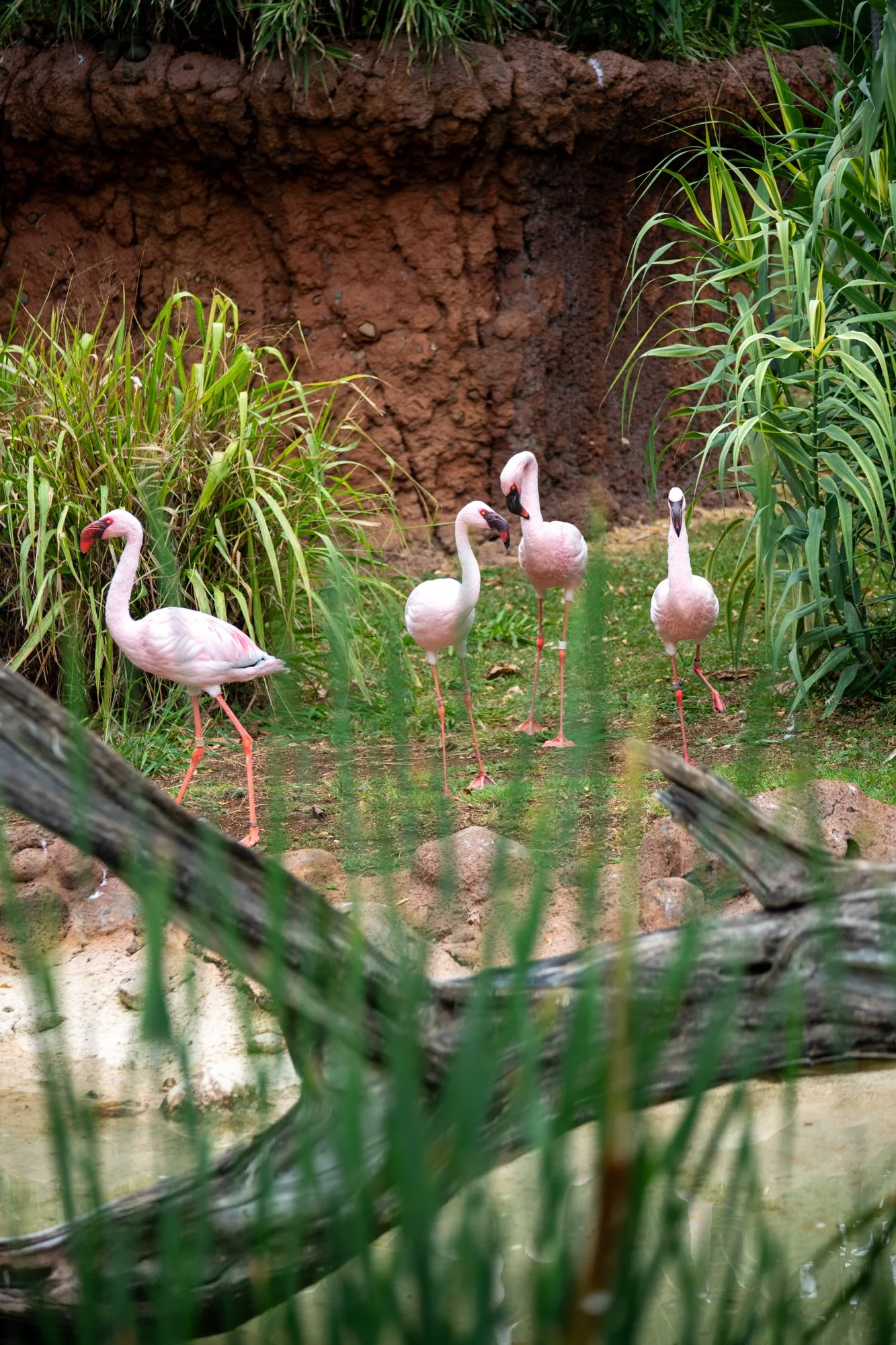 navidbaraty-honolulu-zoo-112.jpg
