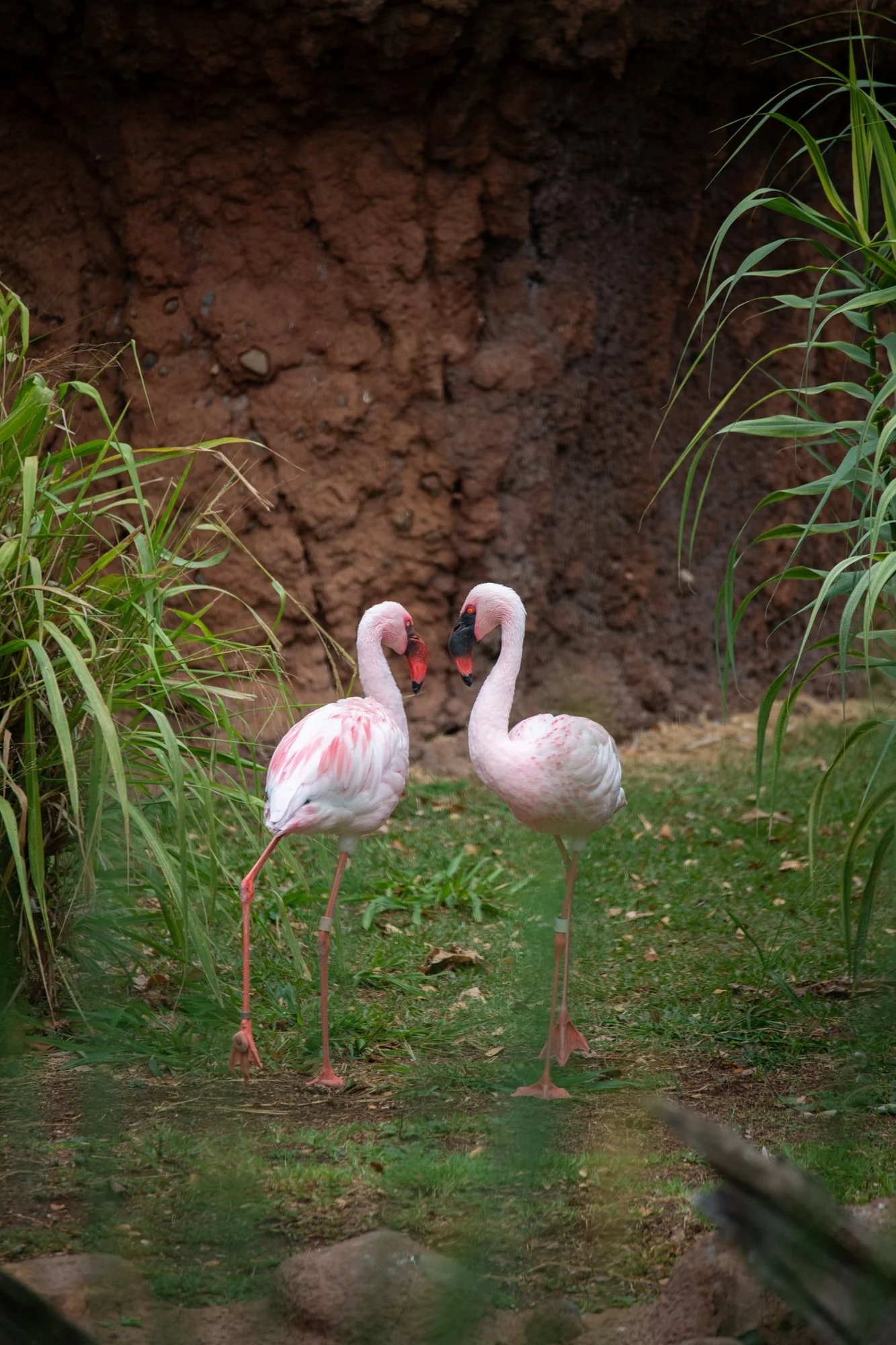 navidbaraty-honolulu-zoo-113.jpg