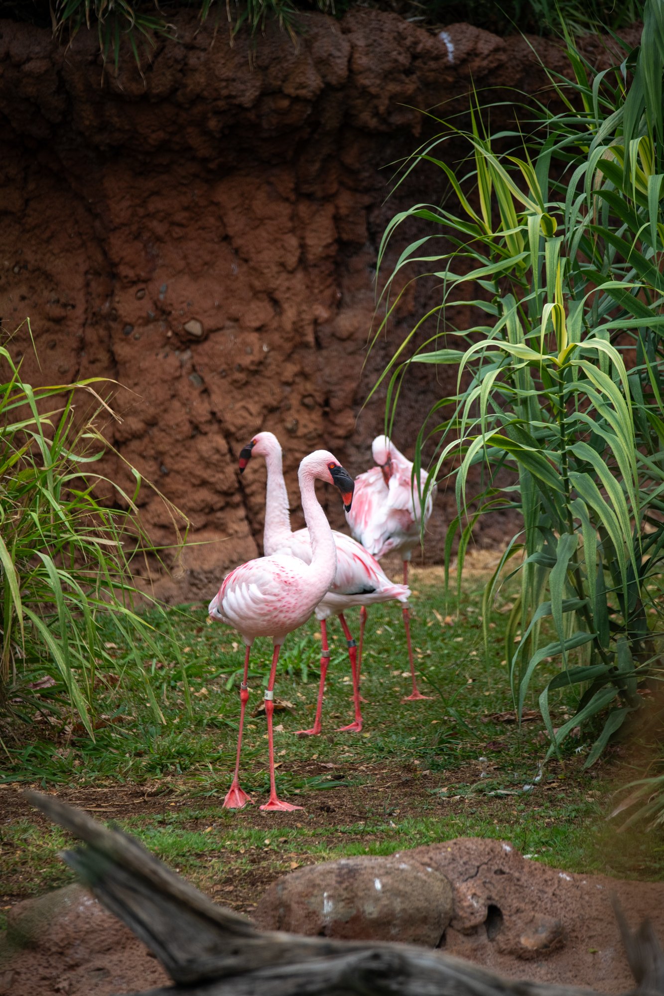 navidbaraty-honolulu-zoo-114.jpg