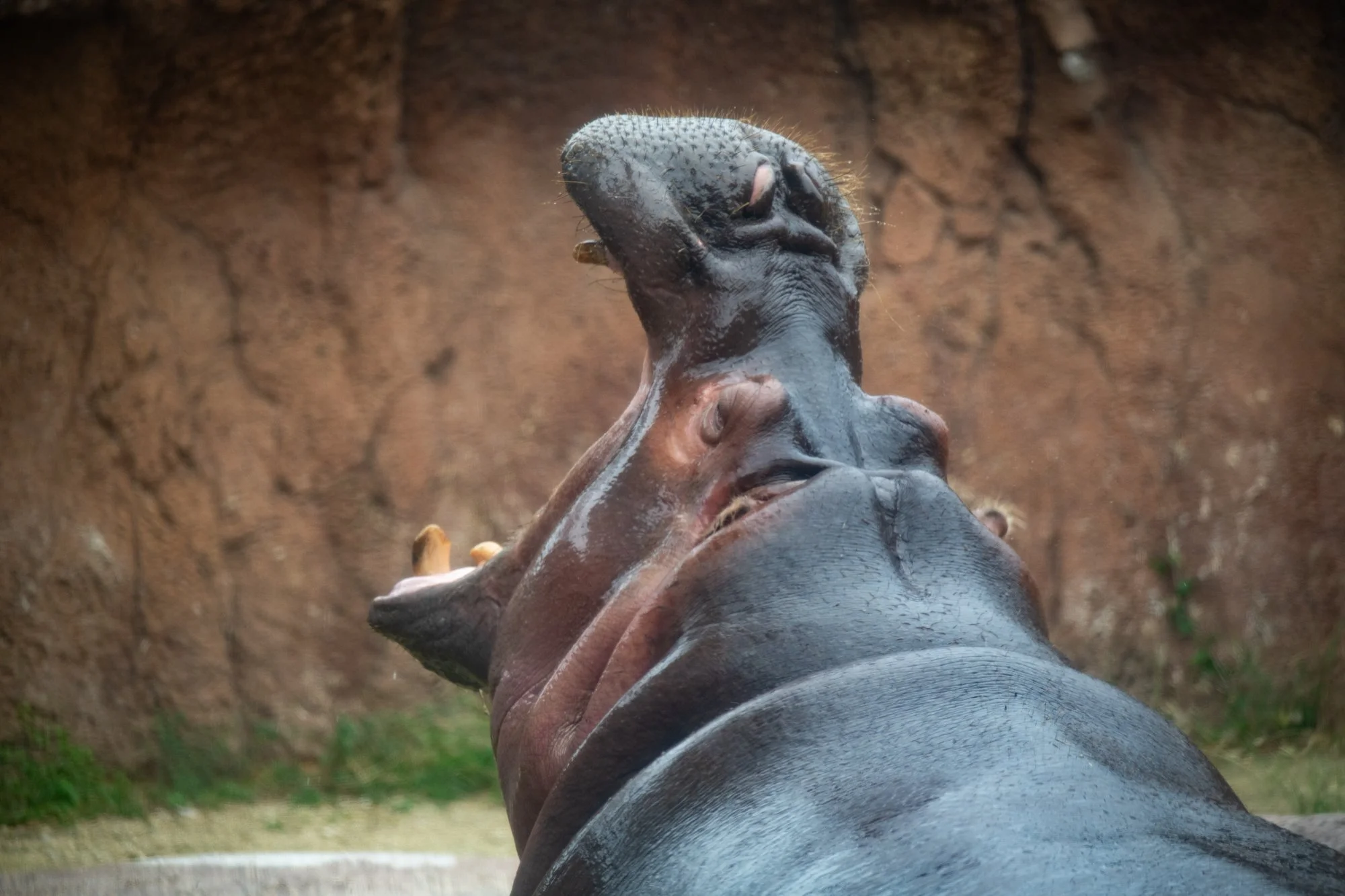 navidbaraty-honolulu-zoo-116.jpg