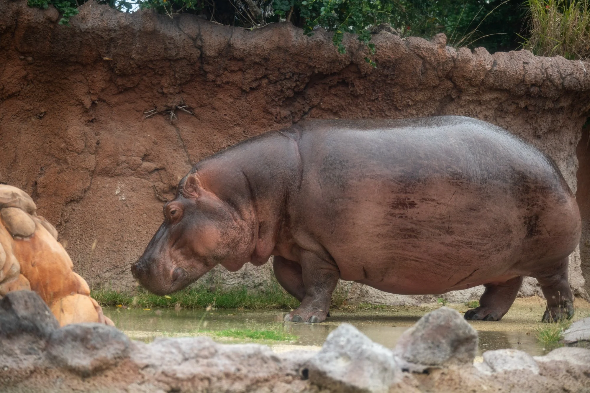 navidbaraty-honolulu-zoo-119.jpg