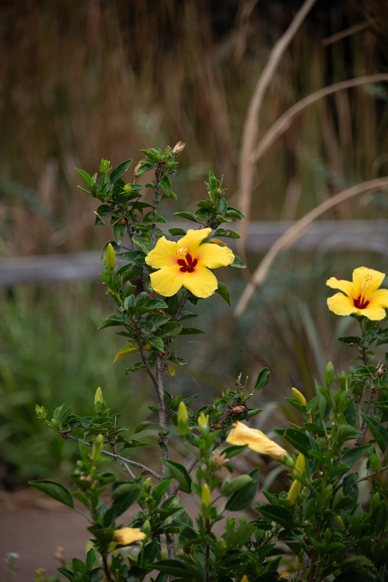 navidbaraty-honolulu-zoo-120.jpg