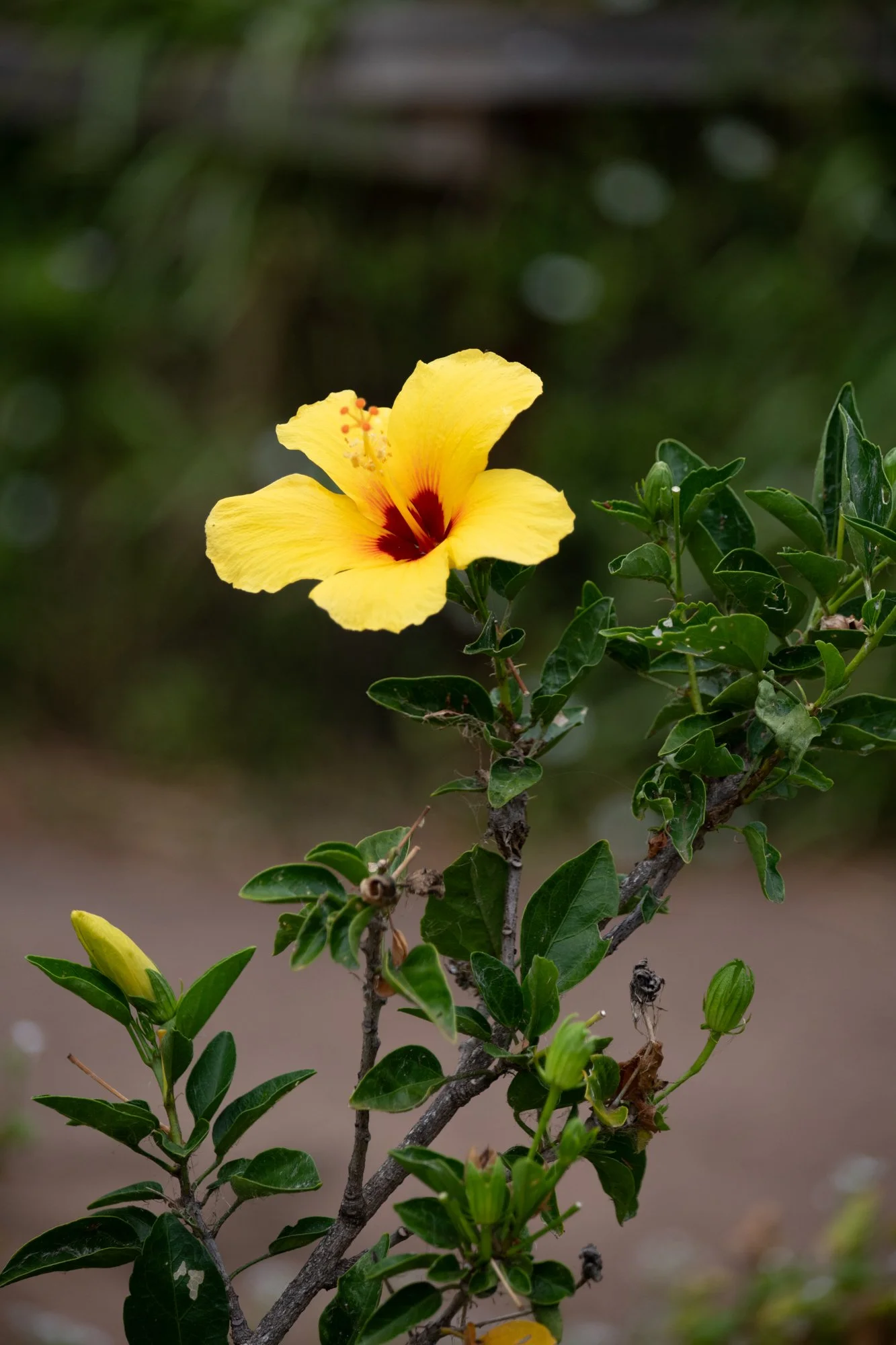 navidbaraty-honolulu-zoo-121.jpg