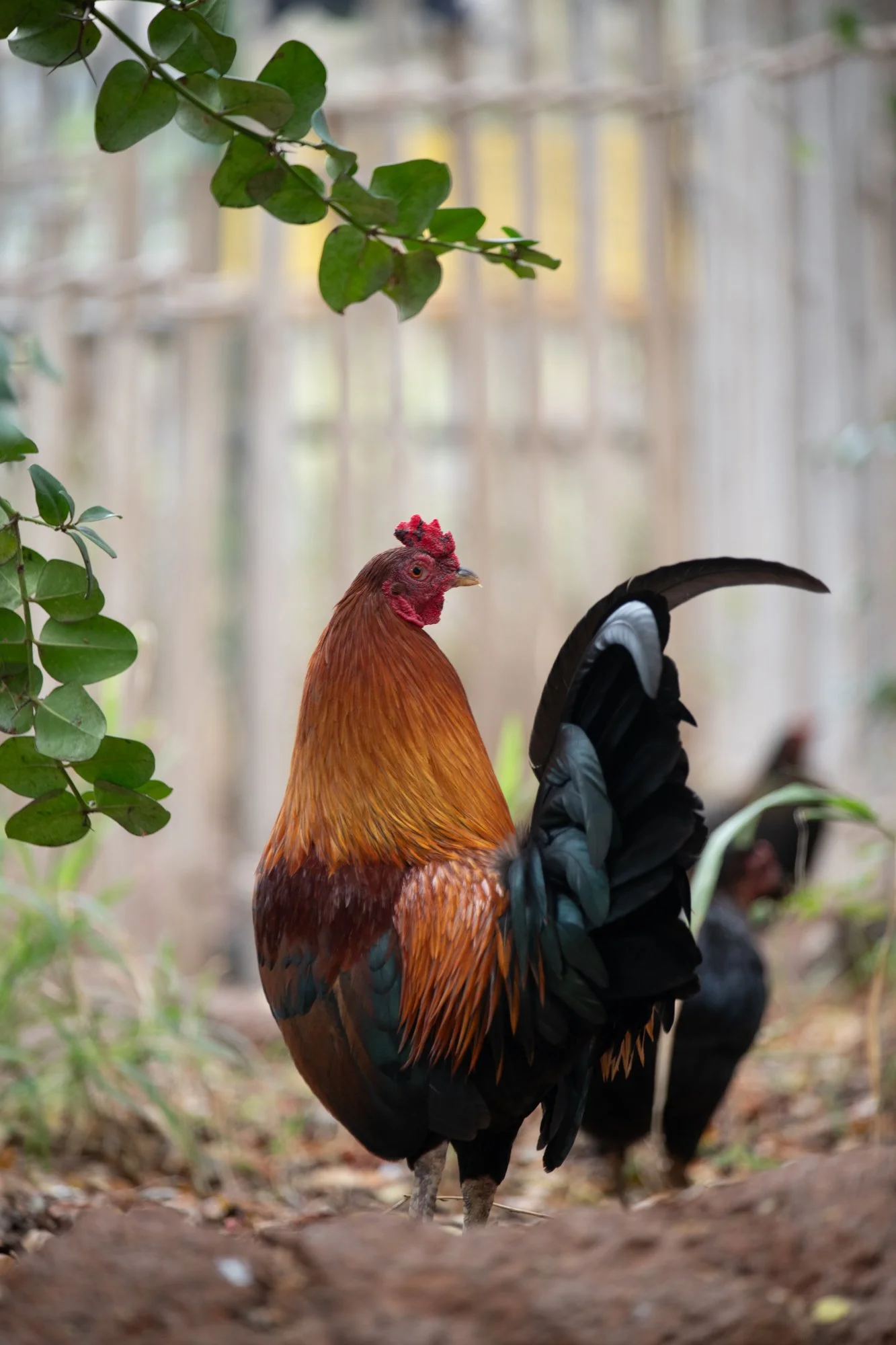 navidbaraty-honolulu-zoo-122.jpg