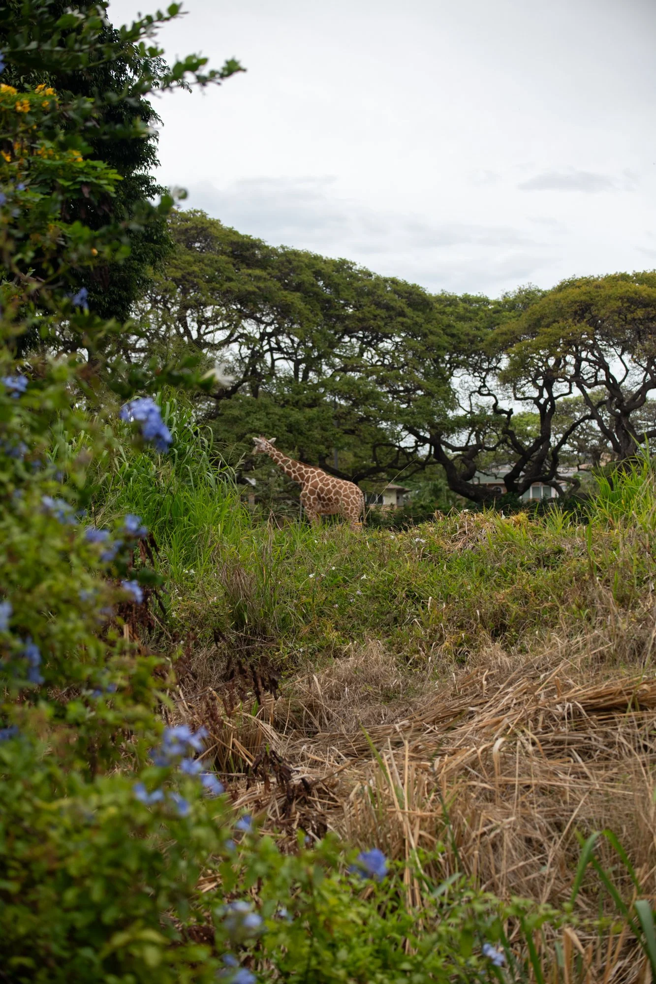 navidbaraty-honolulu-zoo-123.jpg