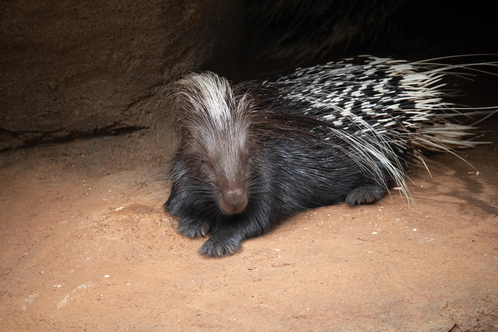 navidbaraty-honolulu-zoo-124.jpg