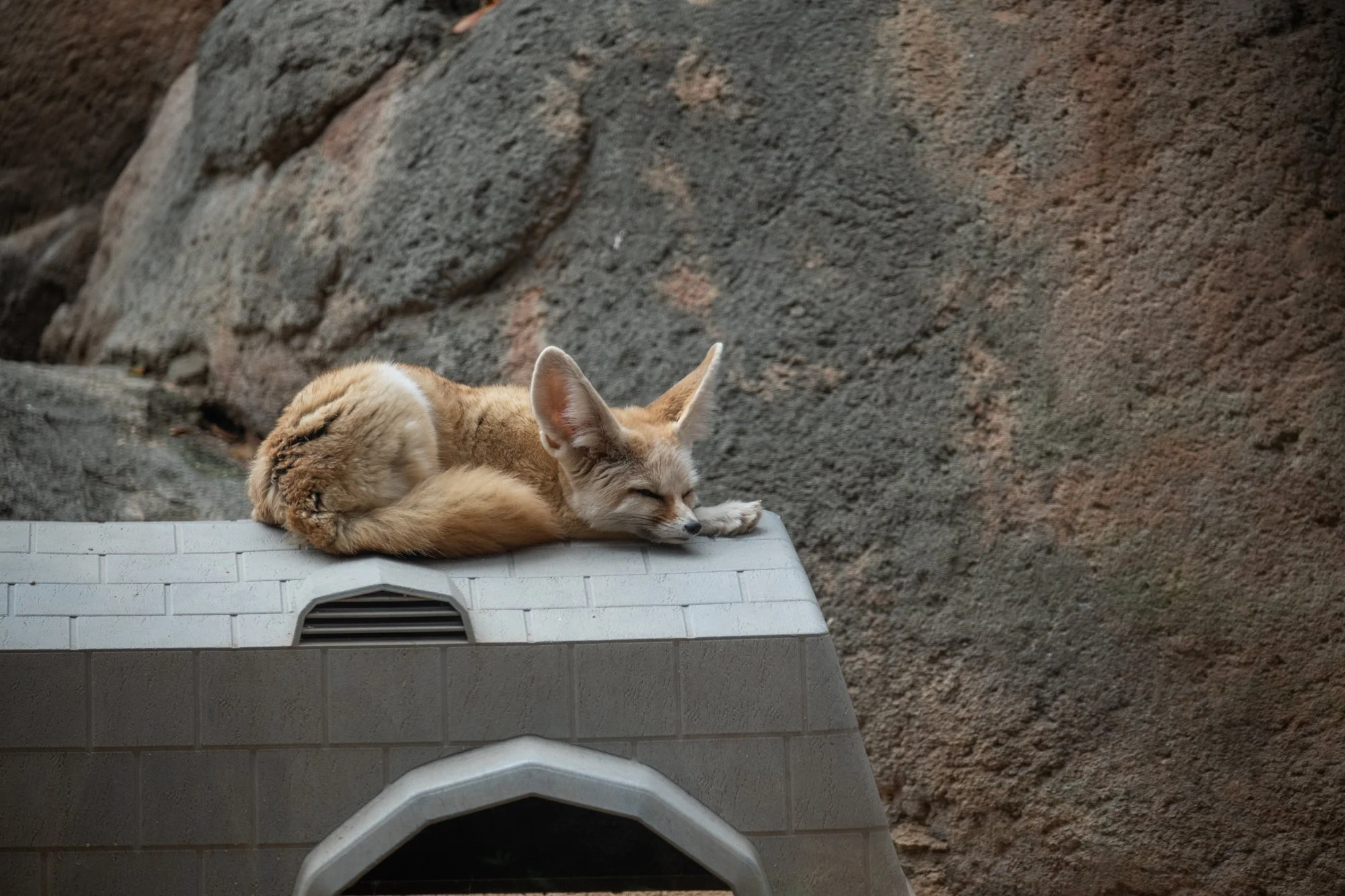 navidbaraty-honolulu-zoo-127.jpg