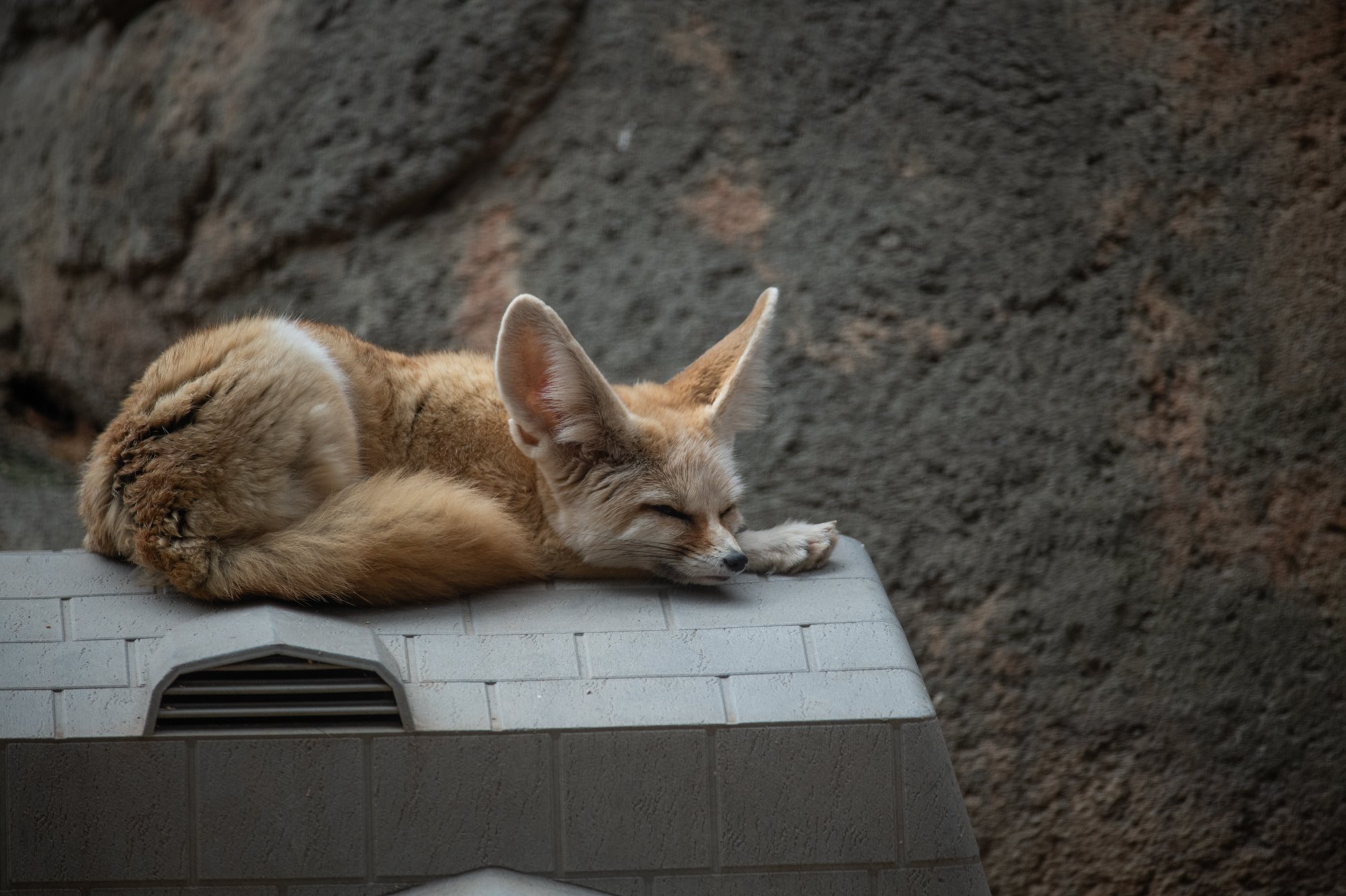 navidbaraty-honolulu-zoo-128.jpg