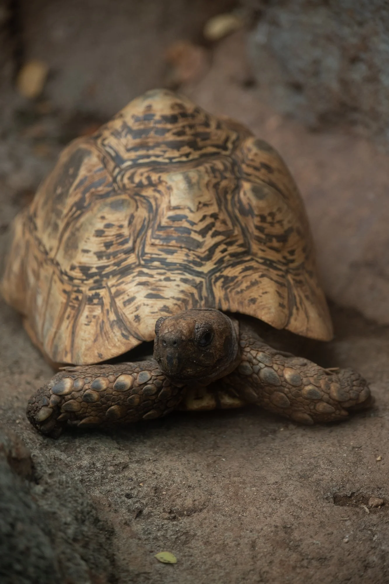navidbaraty-honolulu-zoo-129.jpg