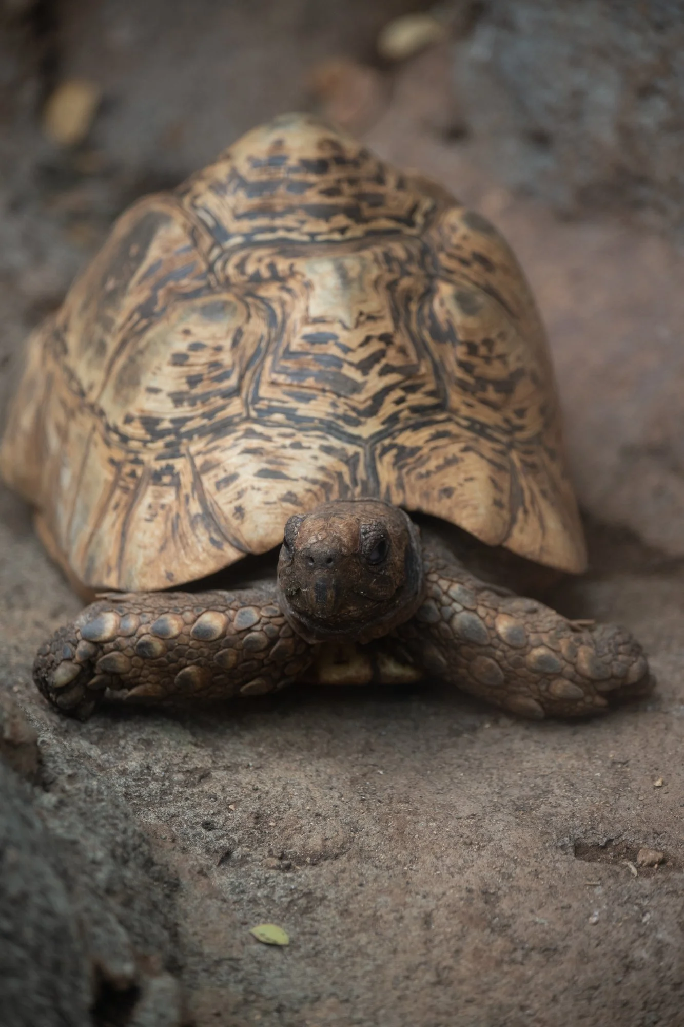 navidbaraty-honolulu-zoo-130.jpg