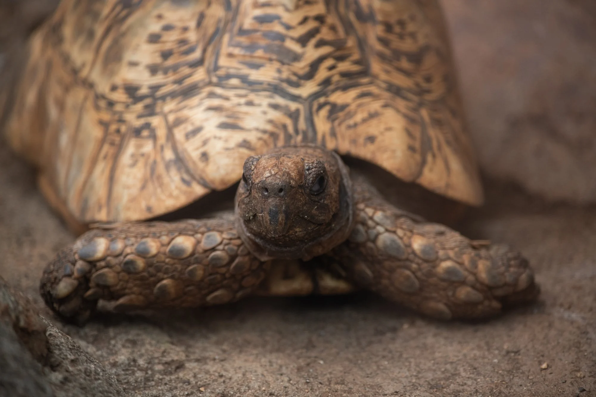 navidbaraty-honolulu-zoo-131.jpg