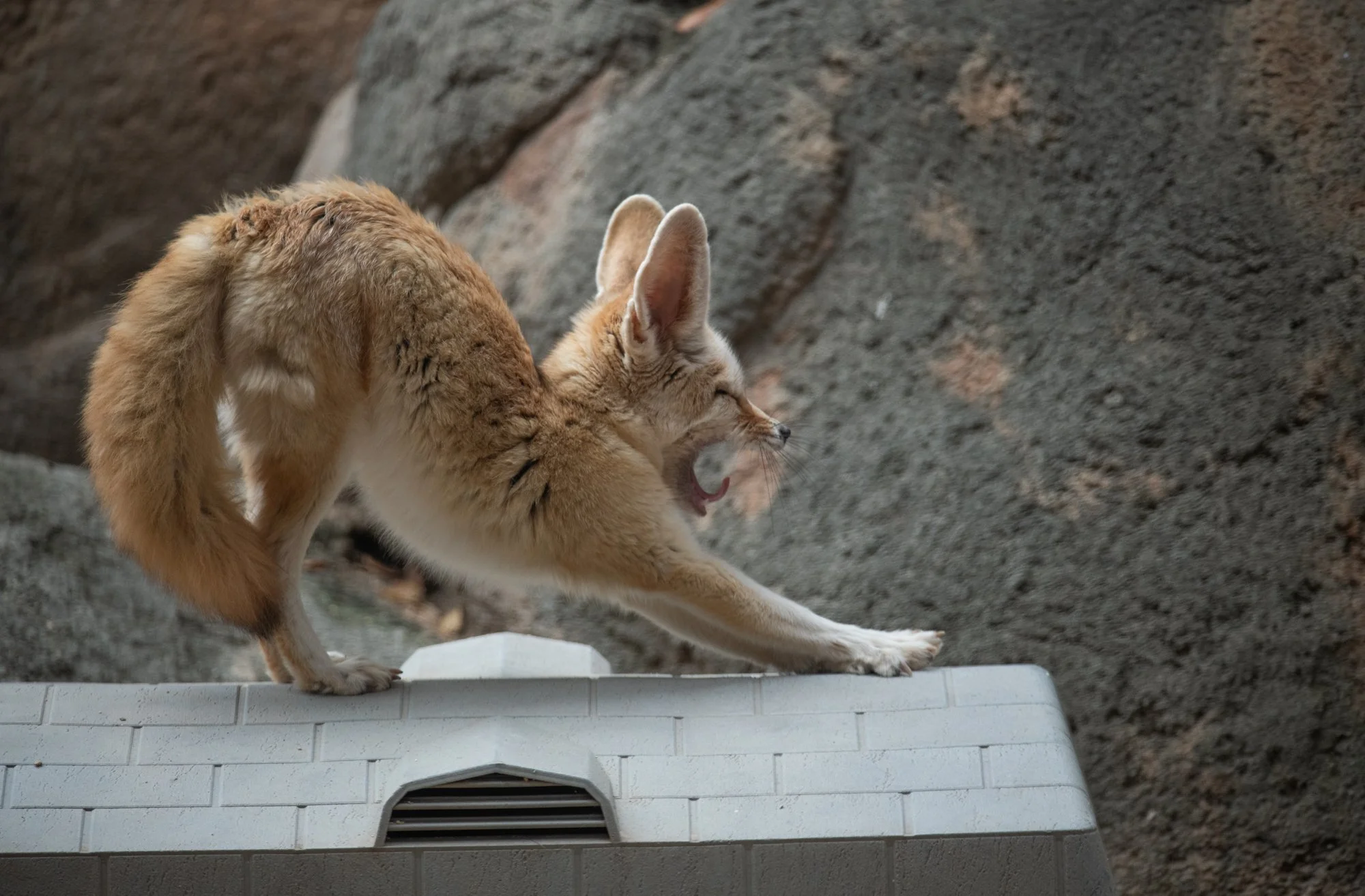 navidbaraty-honolulu-zoo-133.jpg
