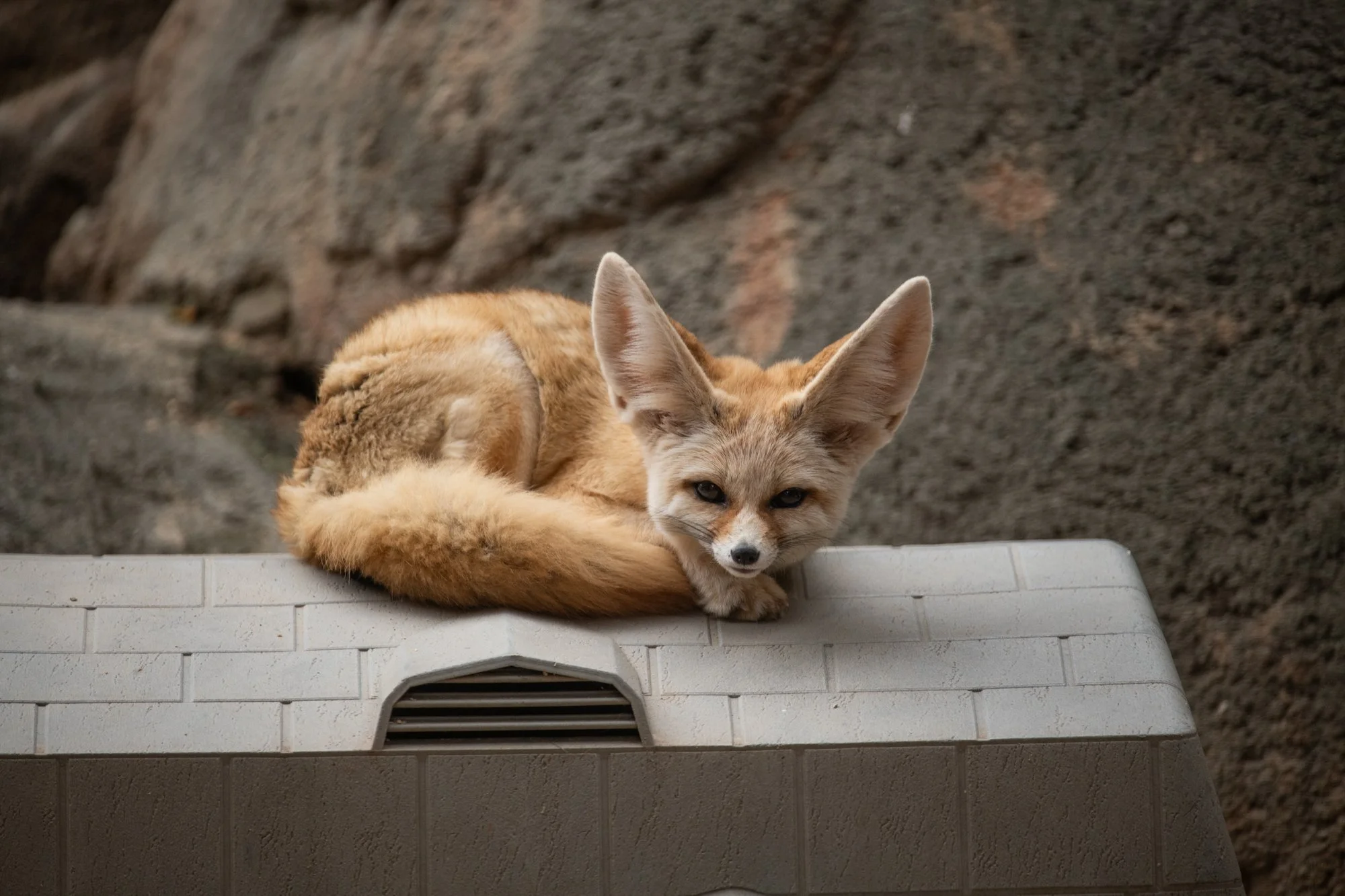 navidbaraty-honolulu-zoo-136.jpg