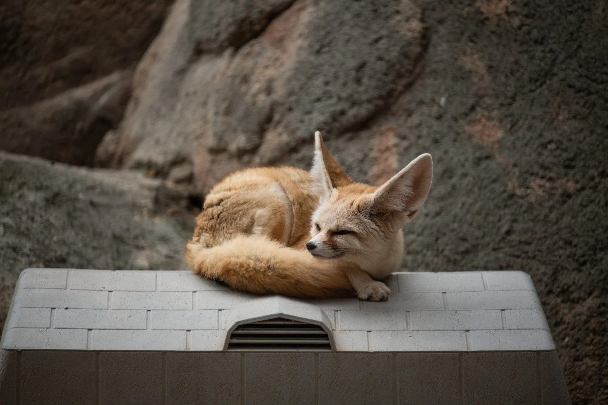 navidbaraty-honolulu-zoo-137.jpg