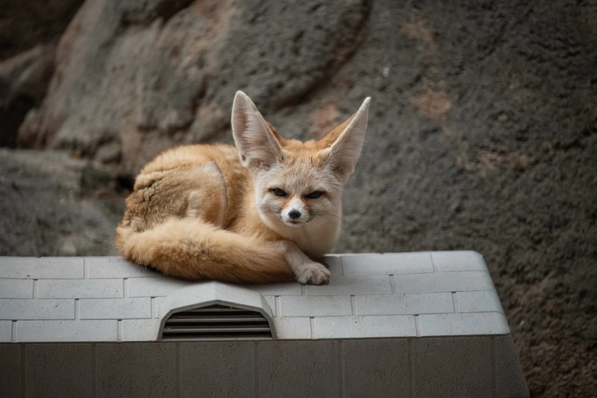 navidbaraty-honolulu-zoo-140.jpg